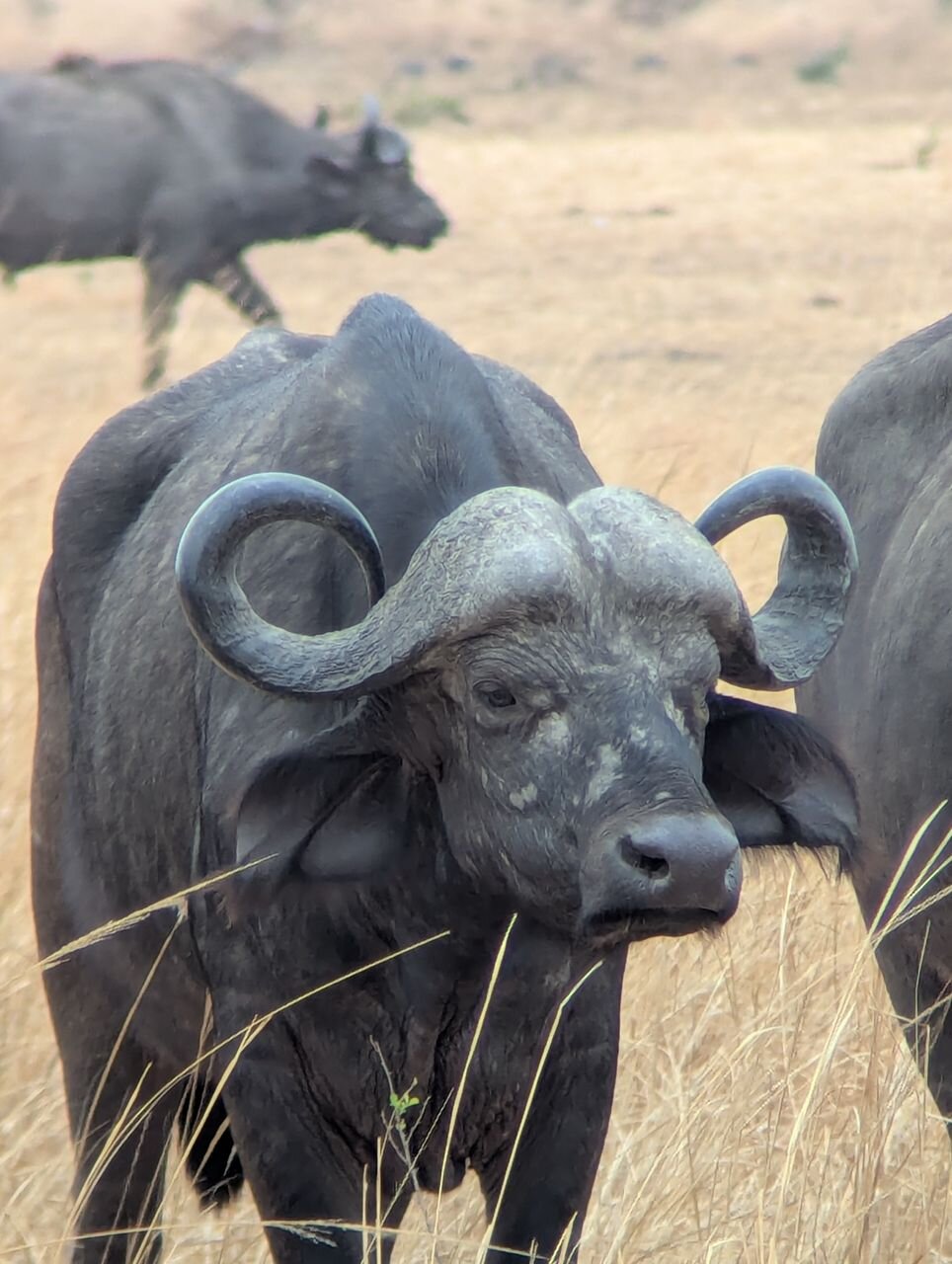 Cape buffalo bull facing the camera in dry grass in Mikumi