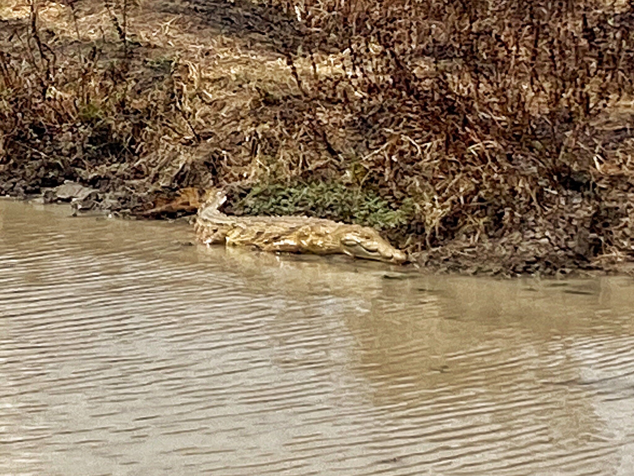 Crocodile basking on a muddy river bank in Mikumi