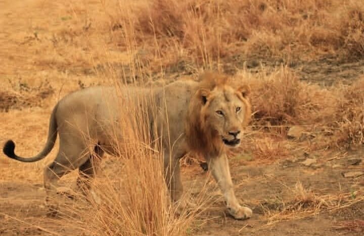 Dark maned male lion walking through dry golden grass in Mikumi