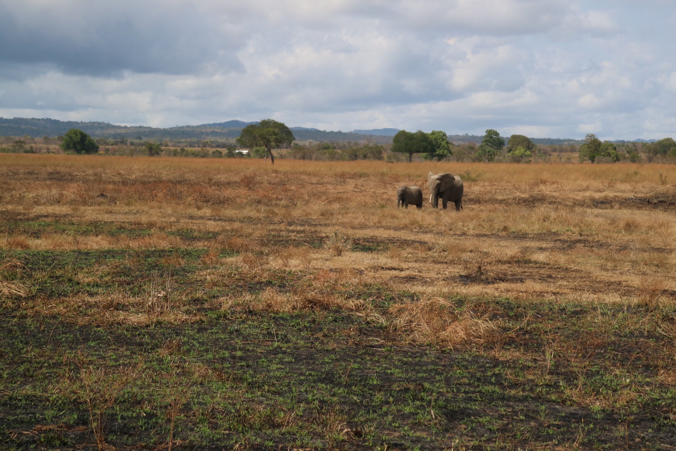 Elephant and calf alone on dry floodplain under storm clouds