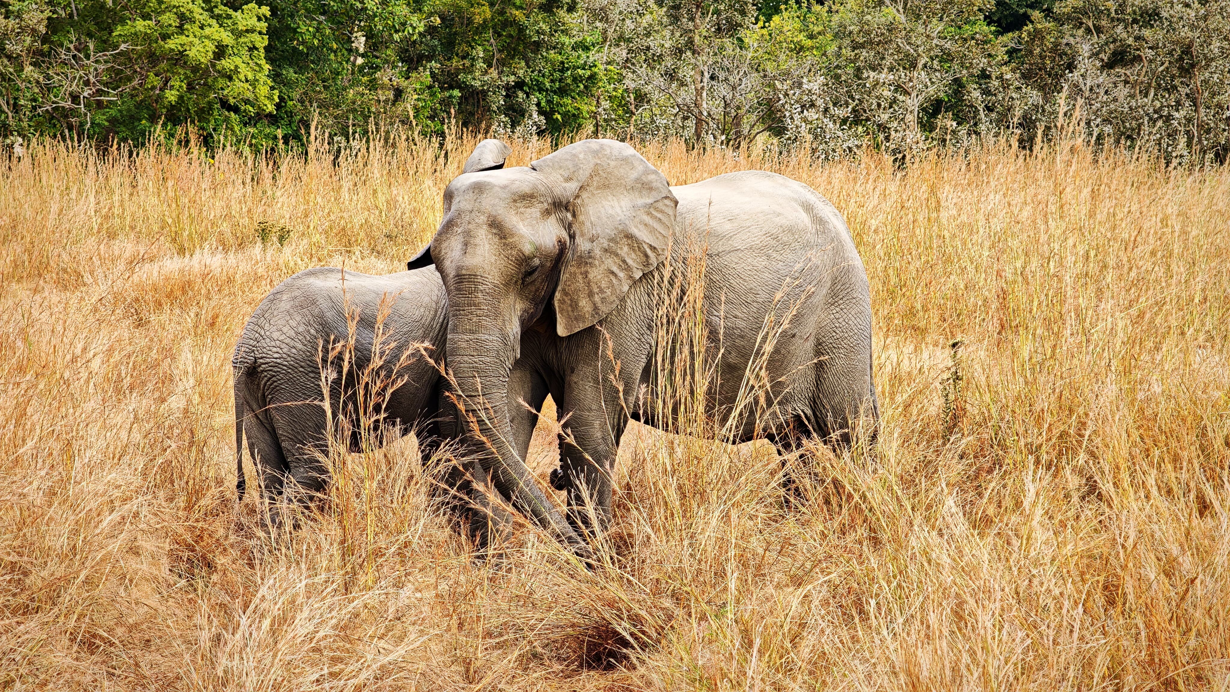 Elephant and calf in tall golden grass by green woodland