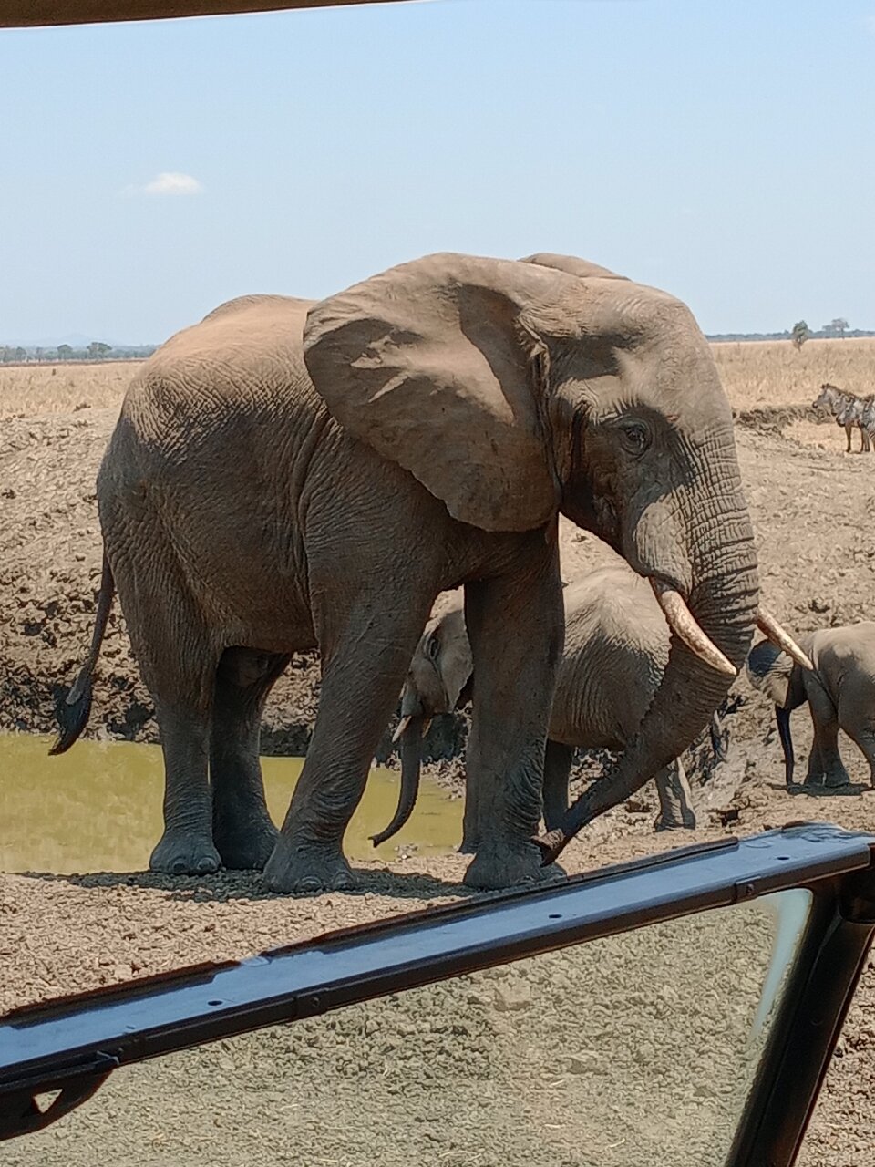 Elephant and two calves at a muddy waterhole seen over a vehicle window in Mikumi