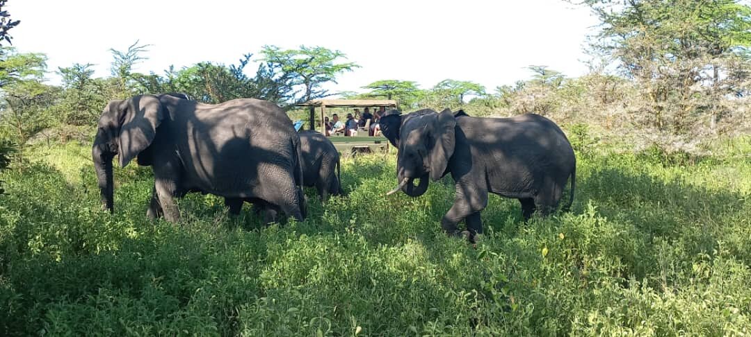 Elephant family passing an open safari truck in Mikumi