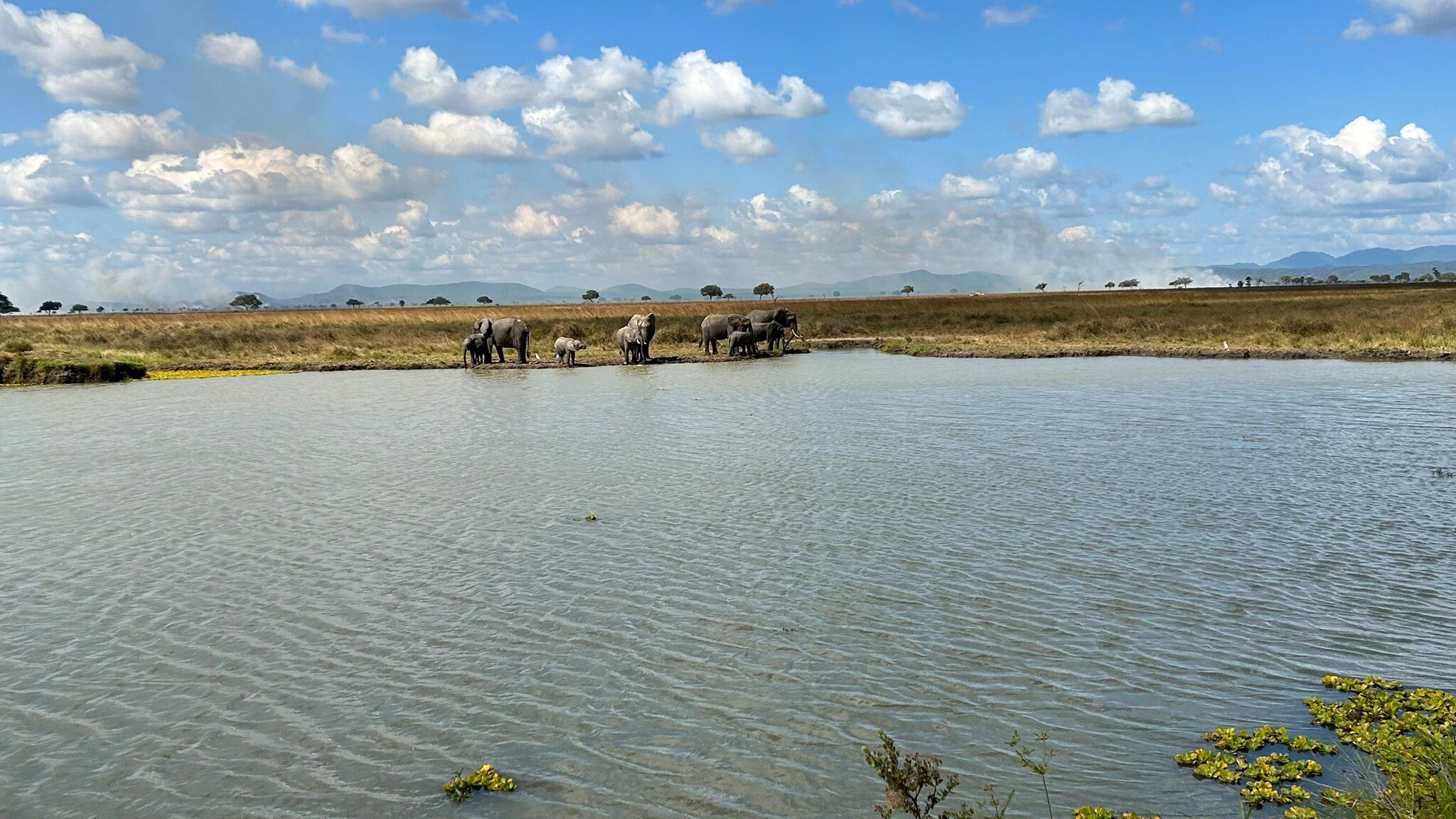 Elephant herd with calves at the waterhole