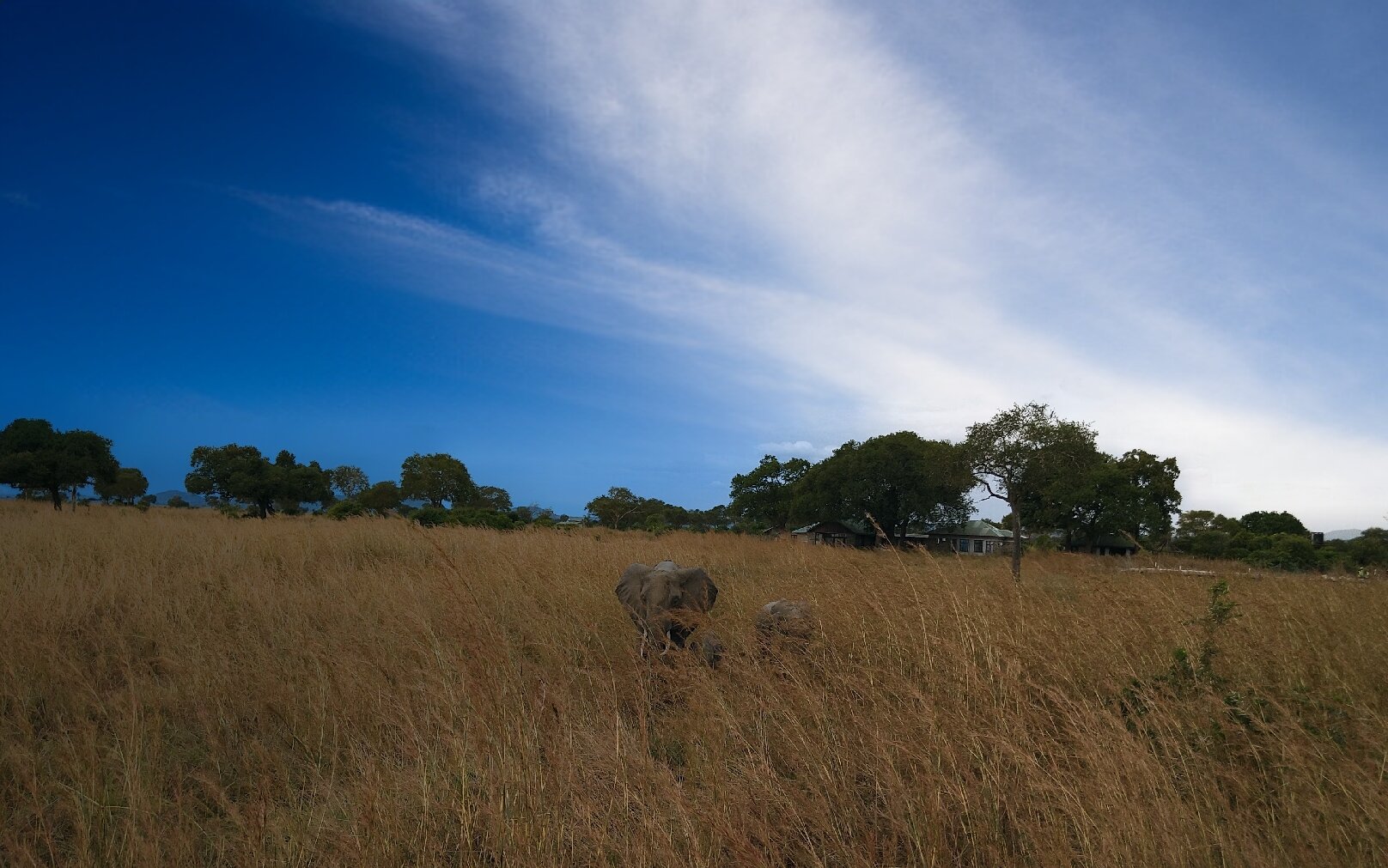Elephants in tall golden grass below a lodge in Mikumi National Park