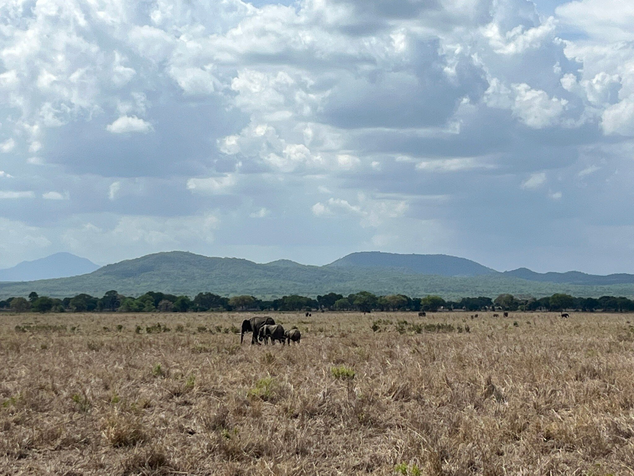 Elephants on the dry floodplain below green hills in Mikumi National Park