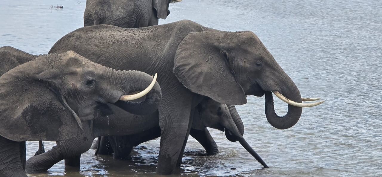 Elephants wading and drinking in the river in Mikumi National Park