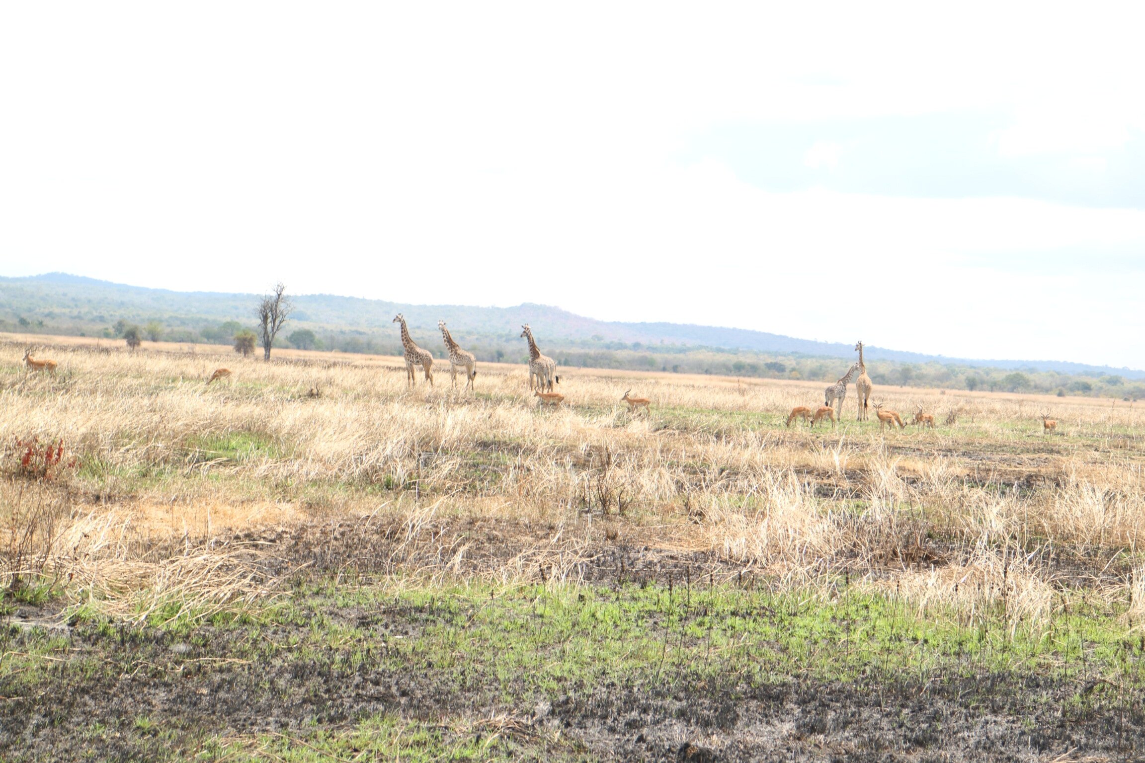Five giraffes and impalas on the floodplain at Mikumi