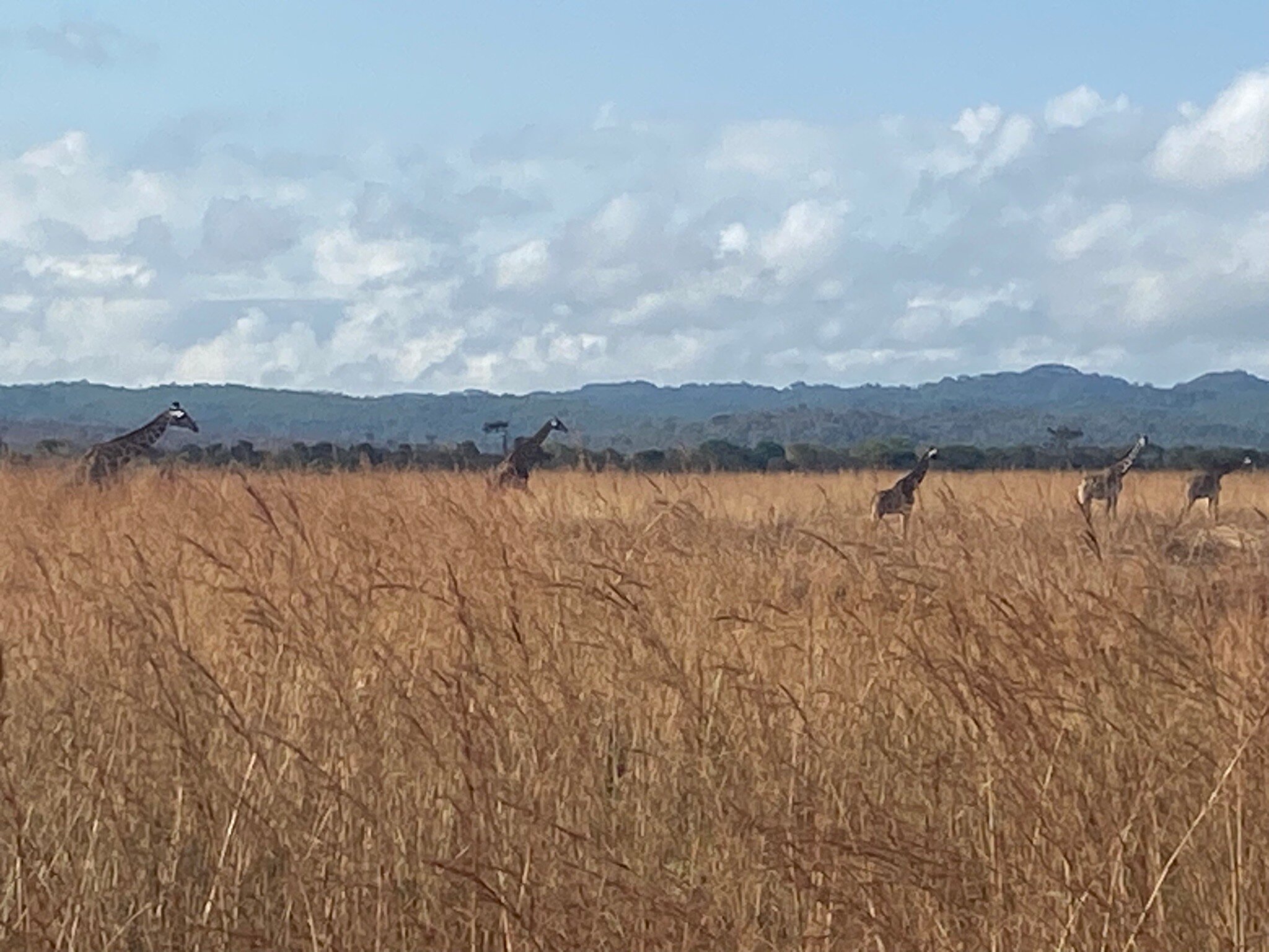 Five giraffes crossing tall golden grass below hills in Mikumi National Park