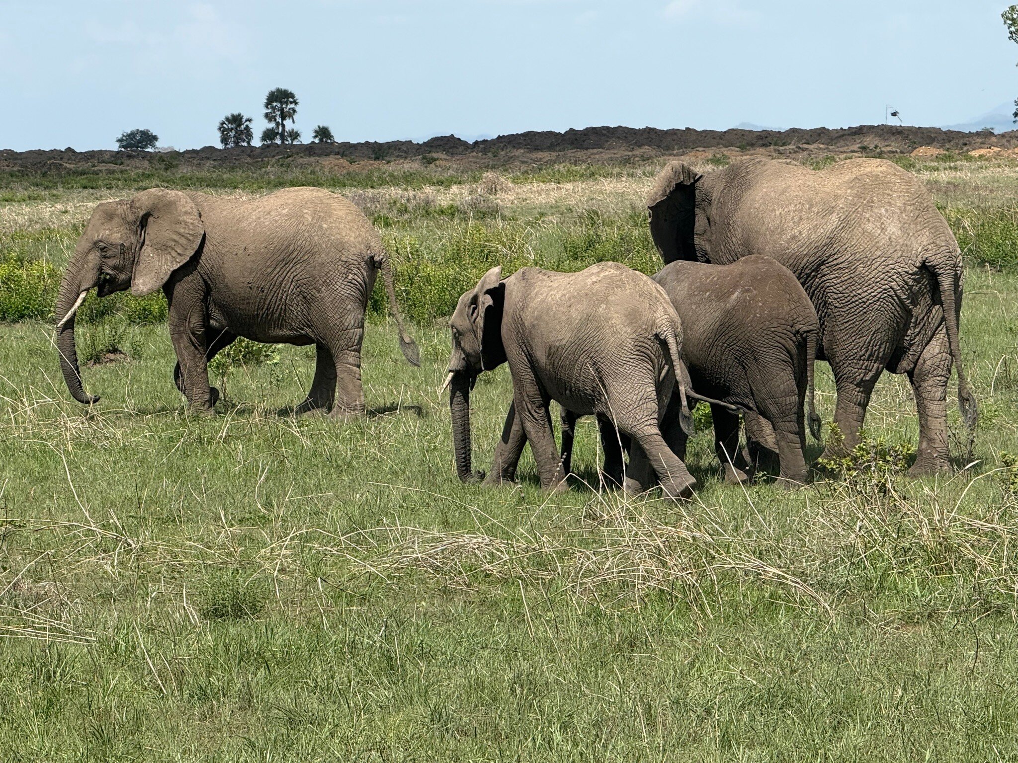 Four elephants walking through green floodplain grass in Mikumi