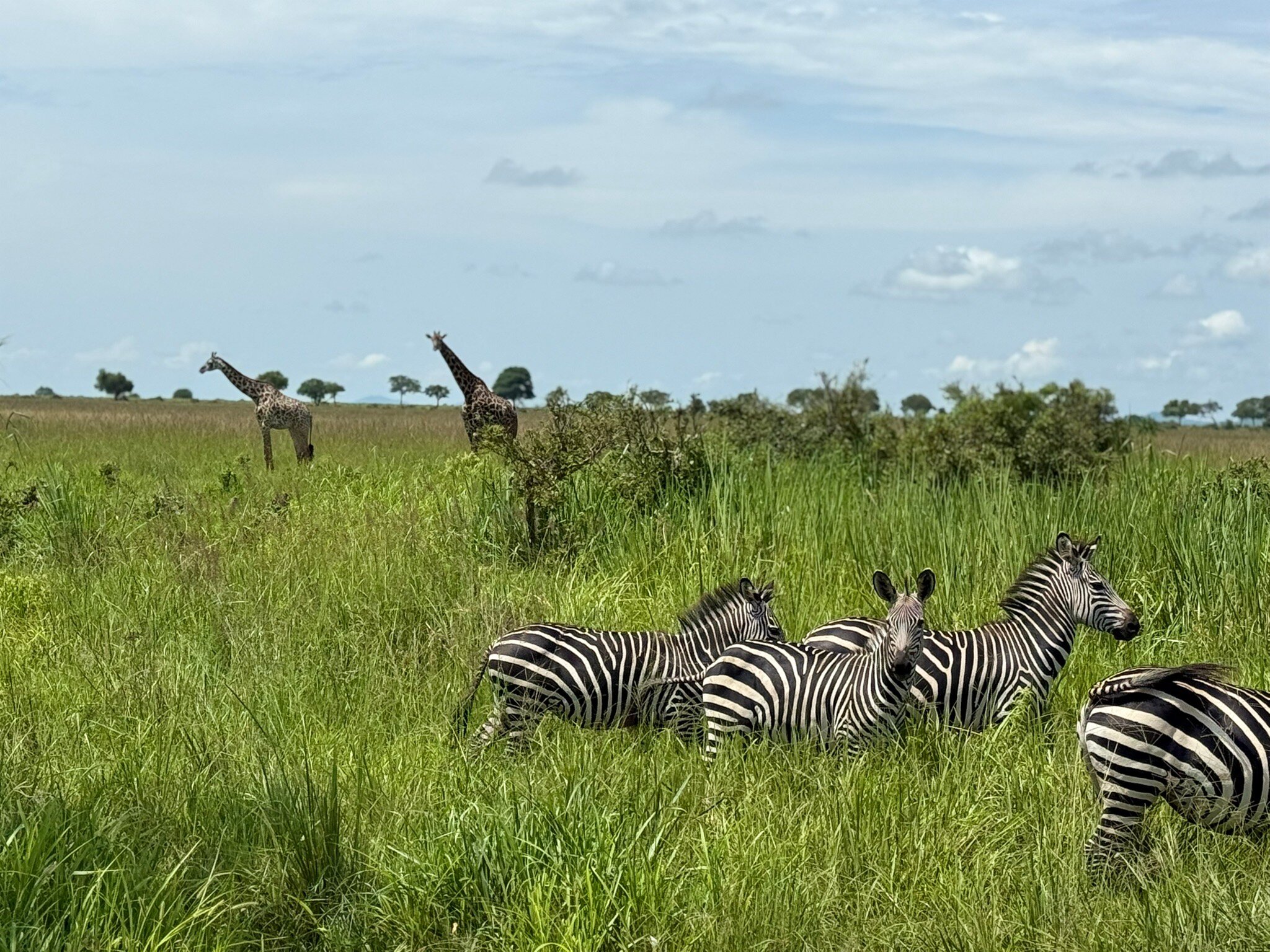 Four plains zebra in tall green grass with two giraffes on the horizon in Mikumi