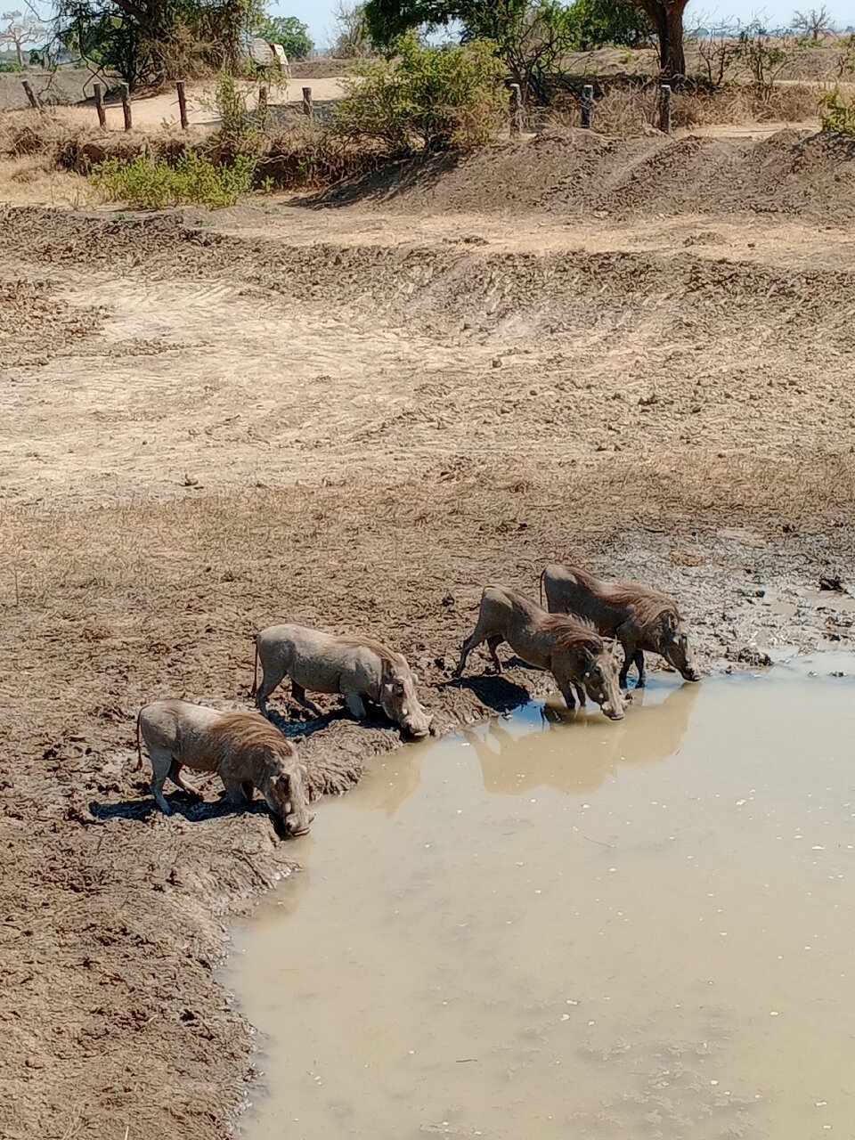 Four warthogs drinking at a muddy waterhole in Mikumi