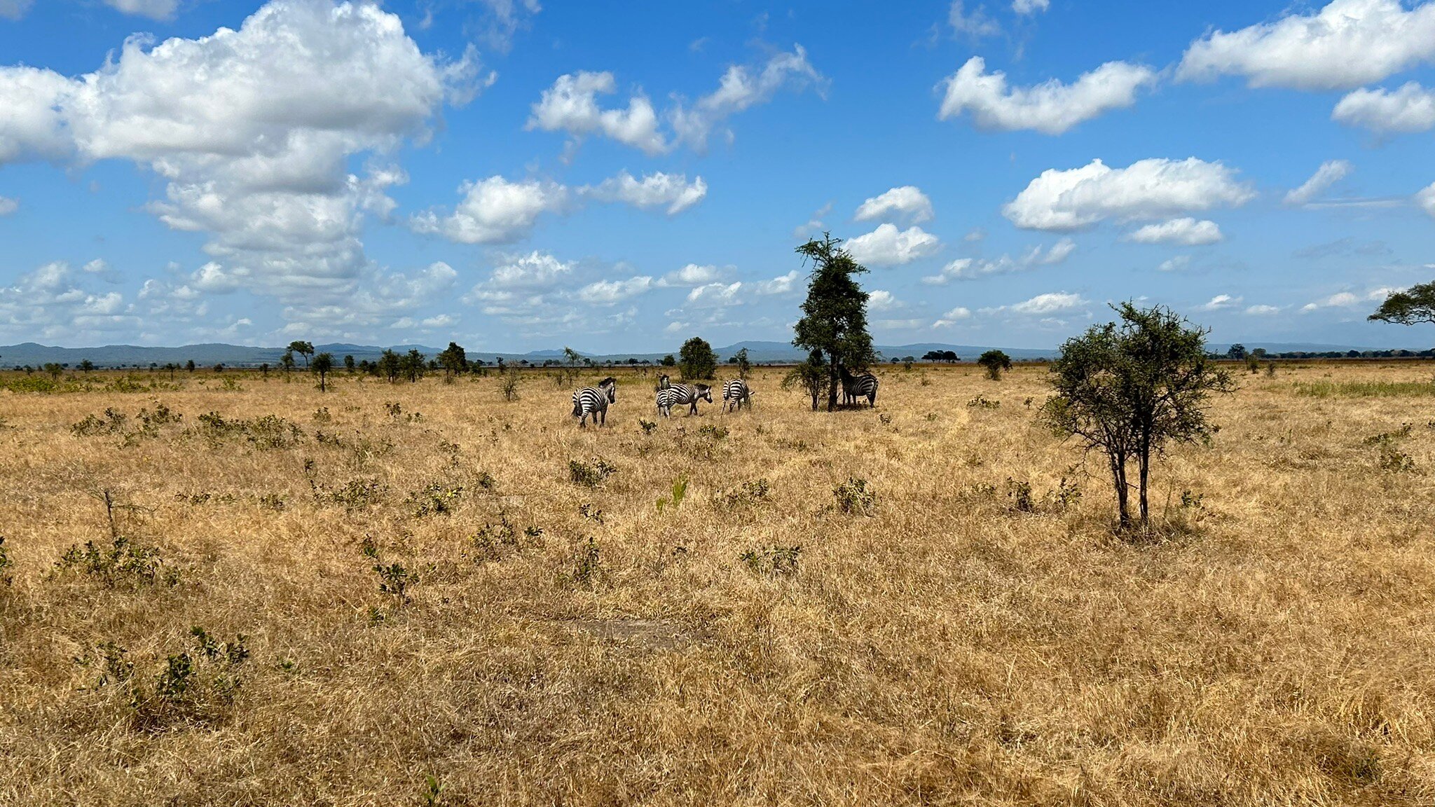 Four zebras beside a lone thorn tree