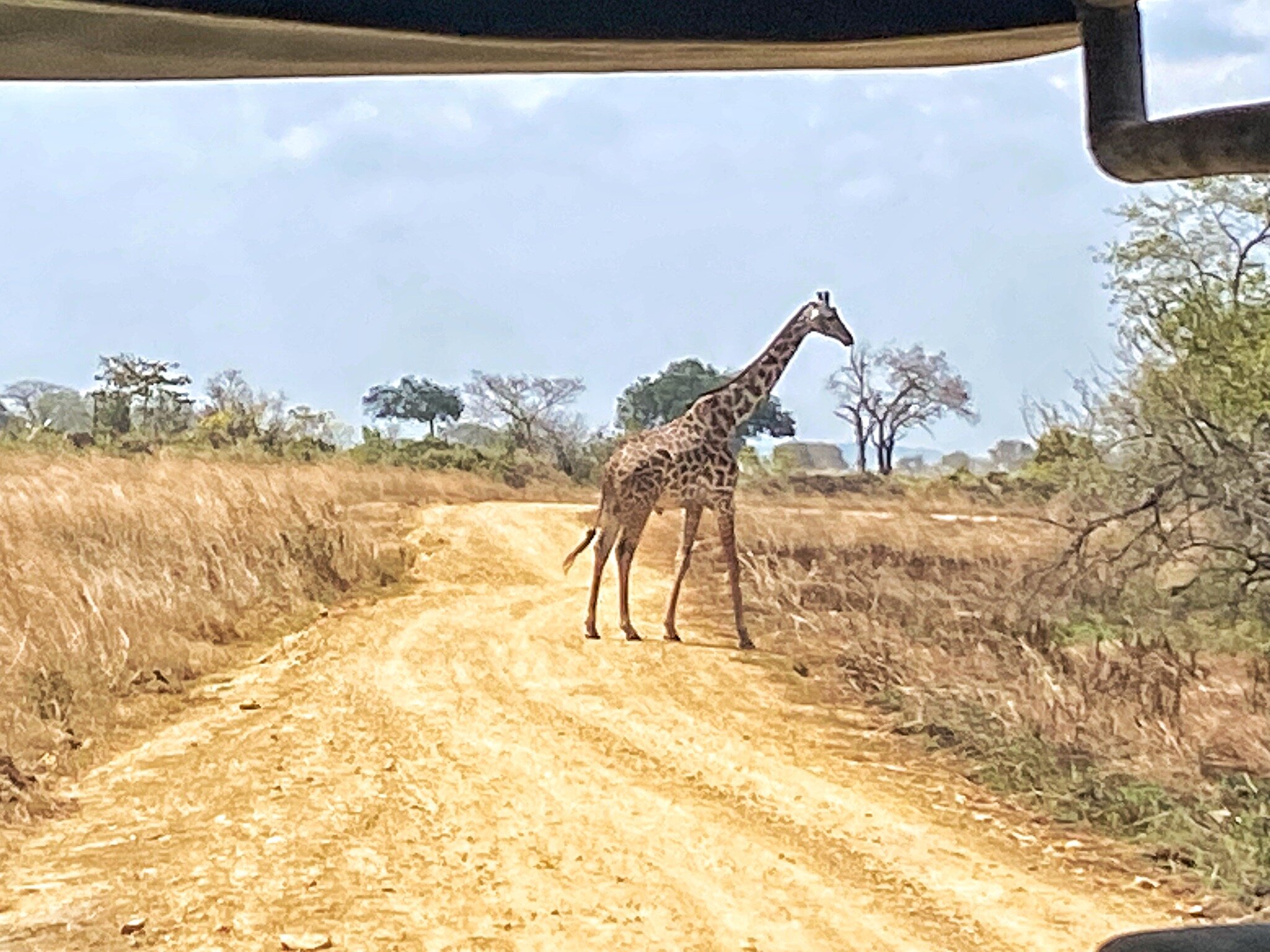 Giraffe crossing the road seen from a vehicle in Mikumi National Park