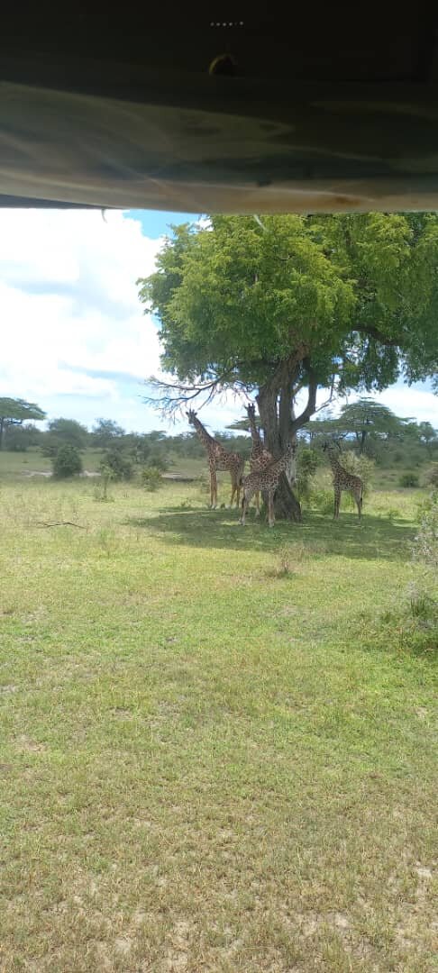 Giraffes shading under a broad tree at midday in Mikumi