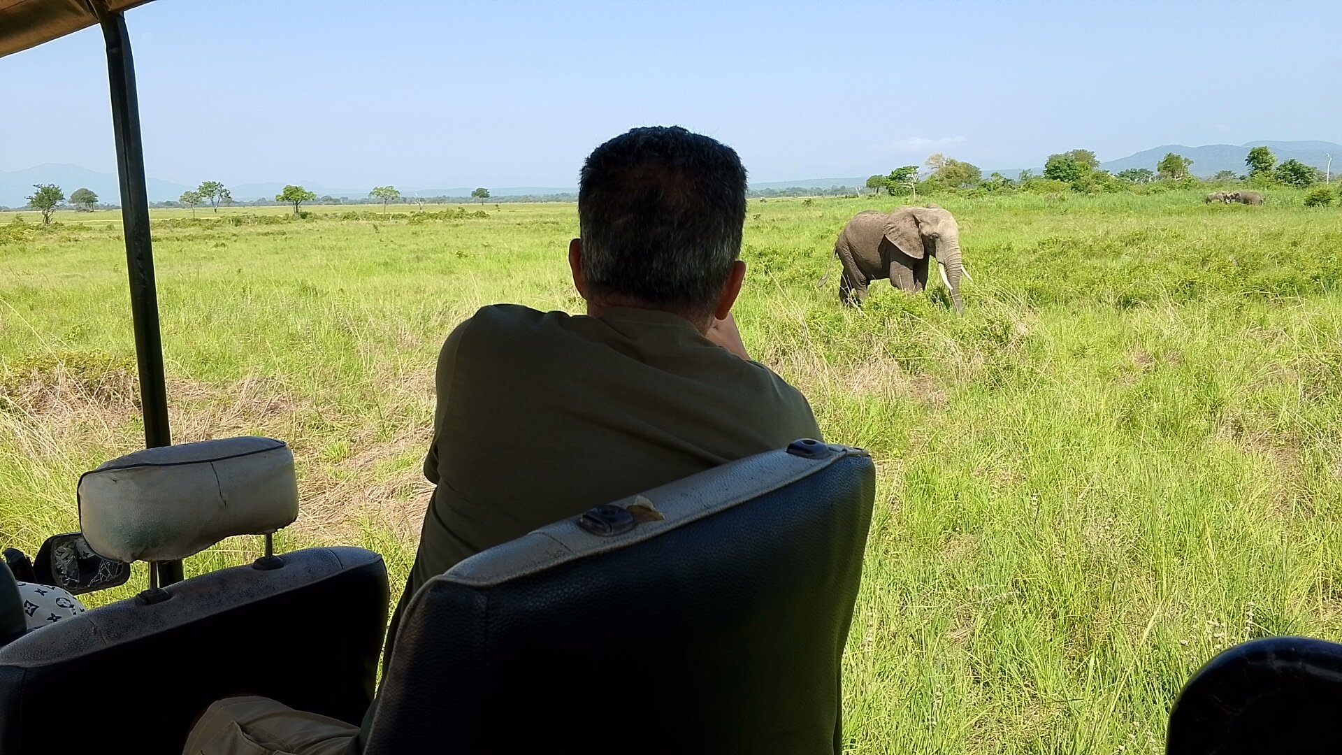 Guest in a vehicle watching an elephant on the green floodplain in Mikumi National Park