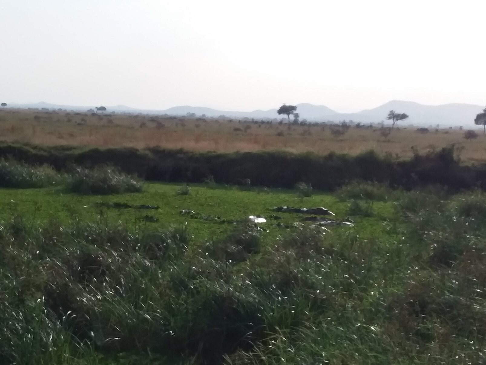 Hazy floodplain marsh and golden grass below distant hills at Mikumi