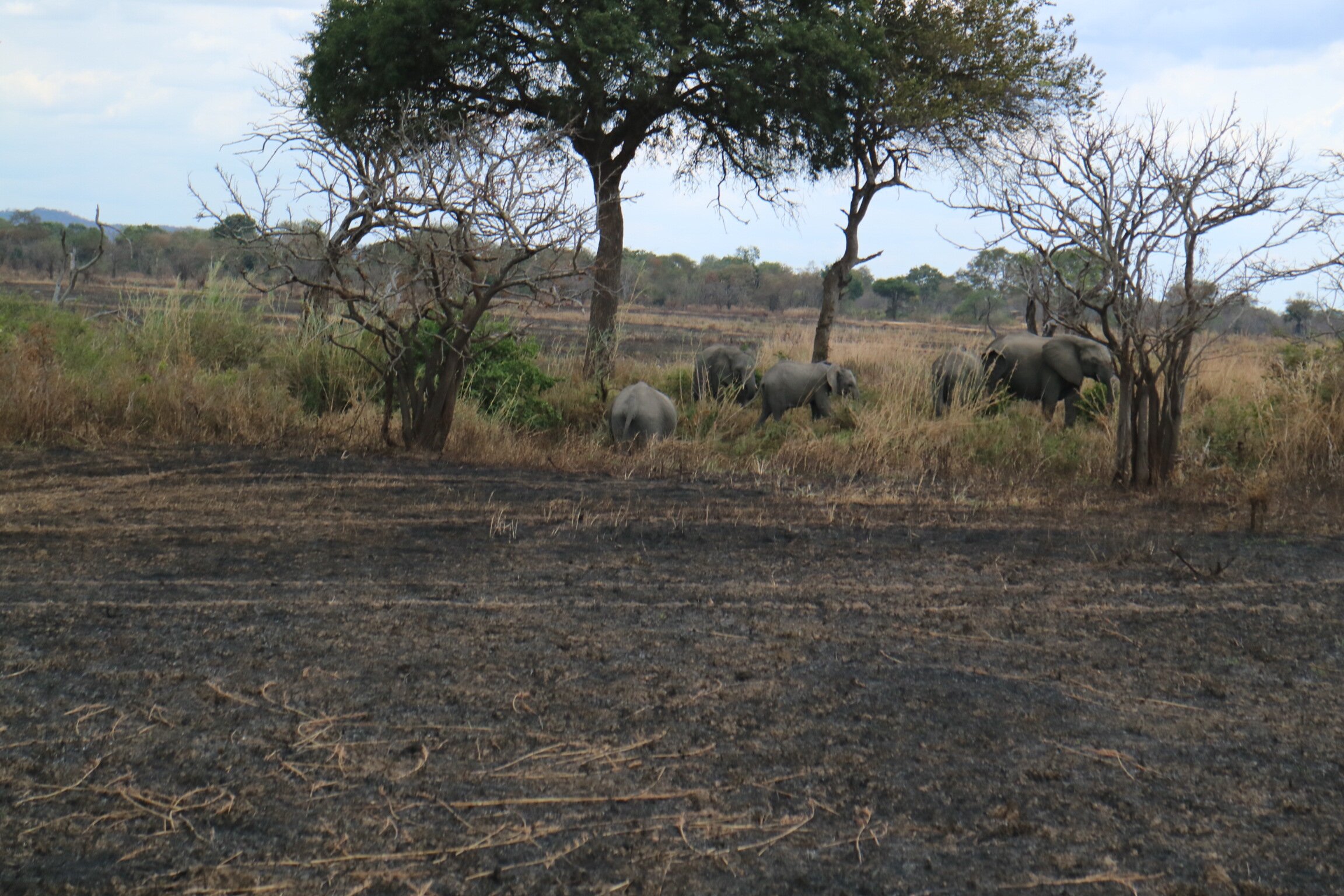 Herd of five elephants walking behind scrub above burnt ground in Mikumi