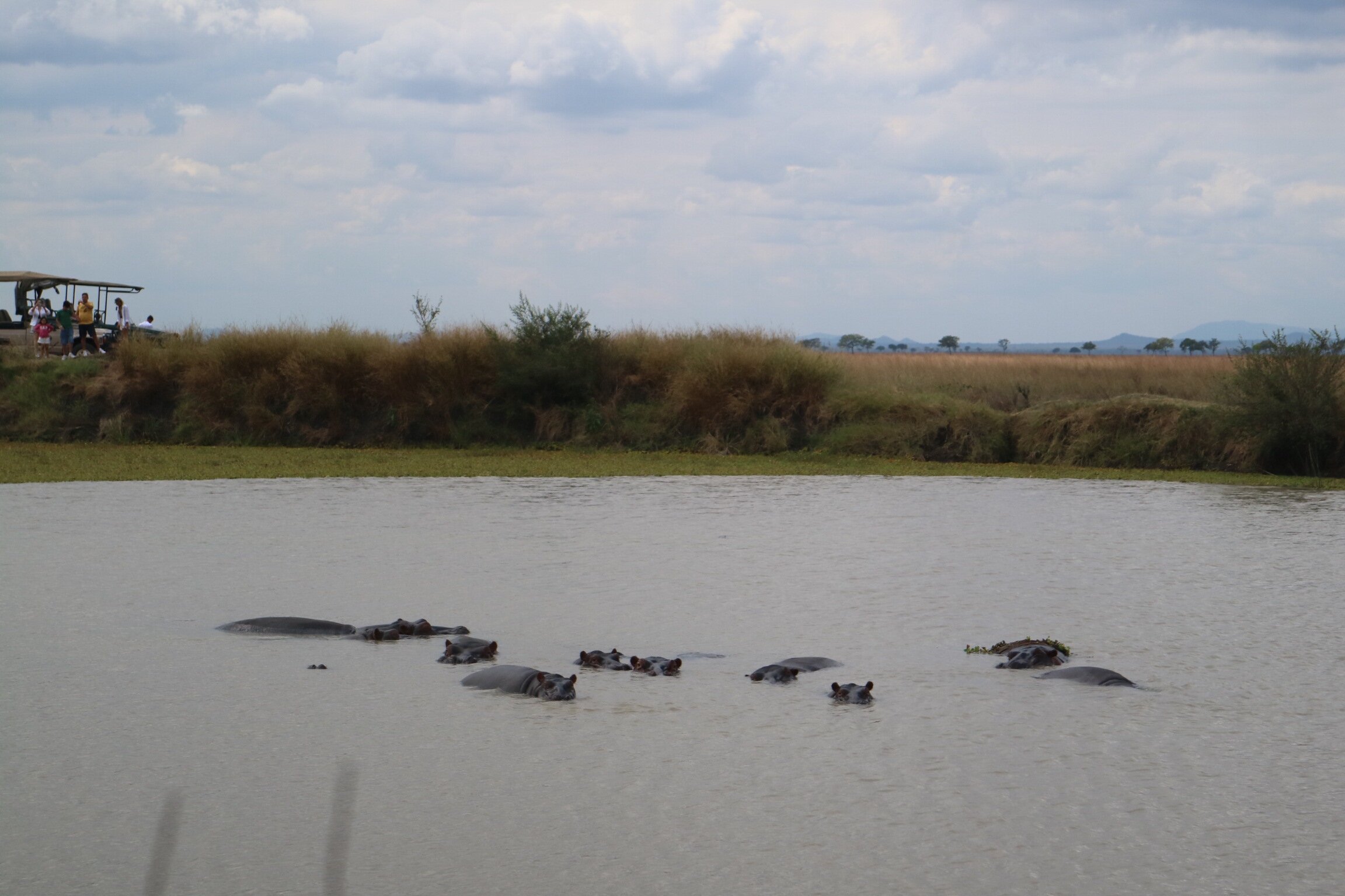 Hippo pod in the pool with safari vehicle and tourists on the bank