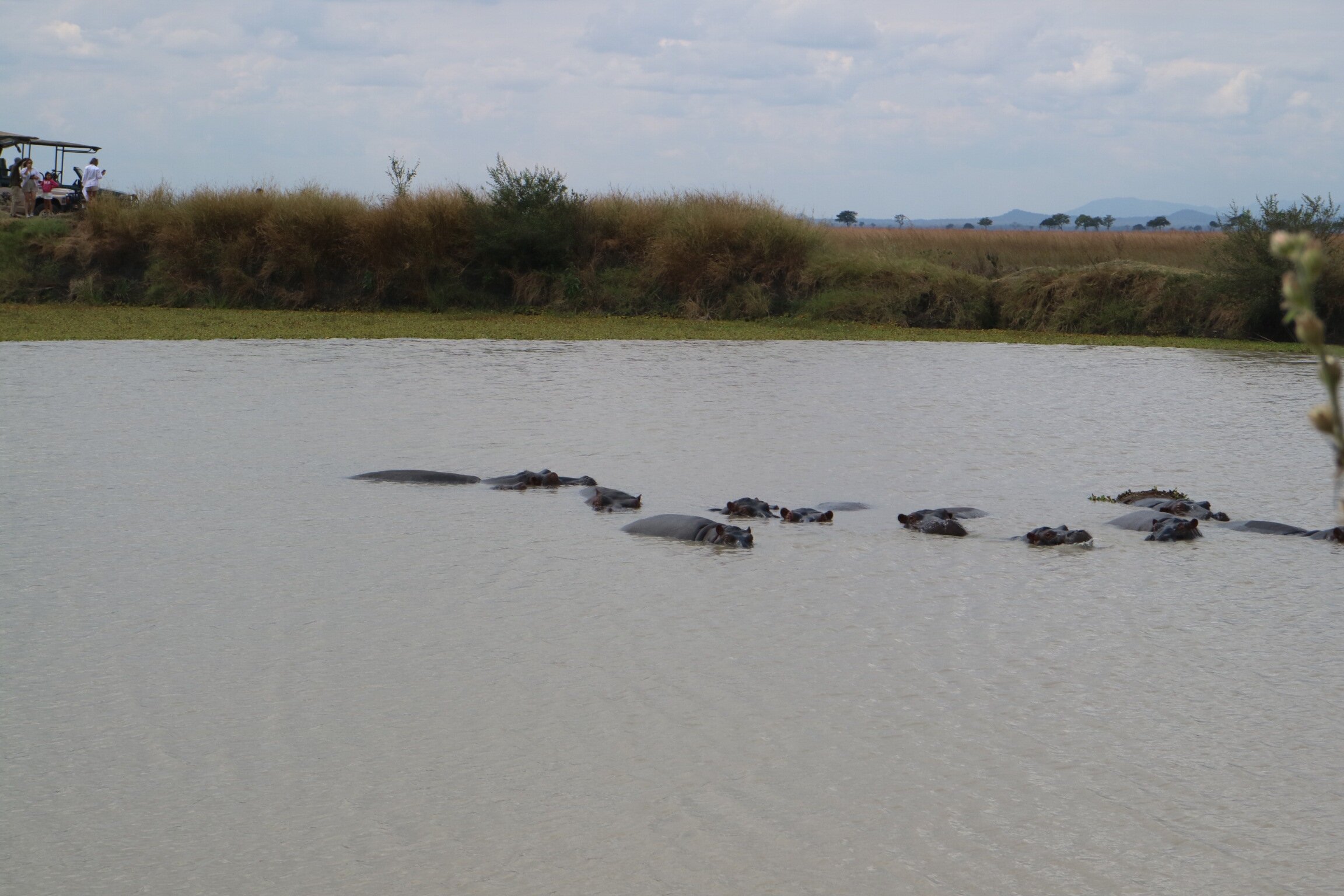 Hippo pod in the pool with tourists watching from the far bank in Mikumi National Park