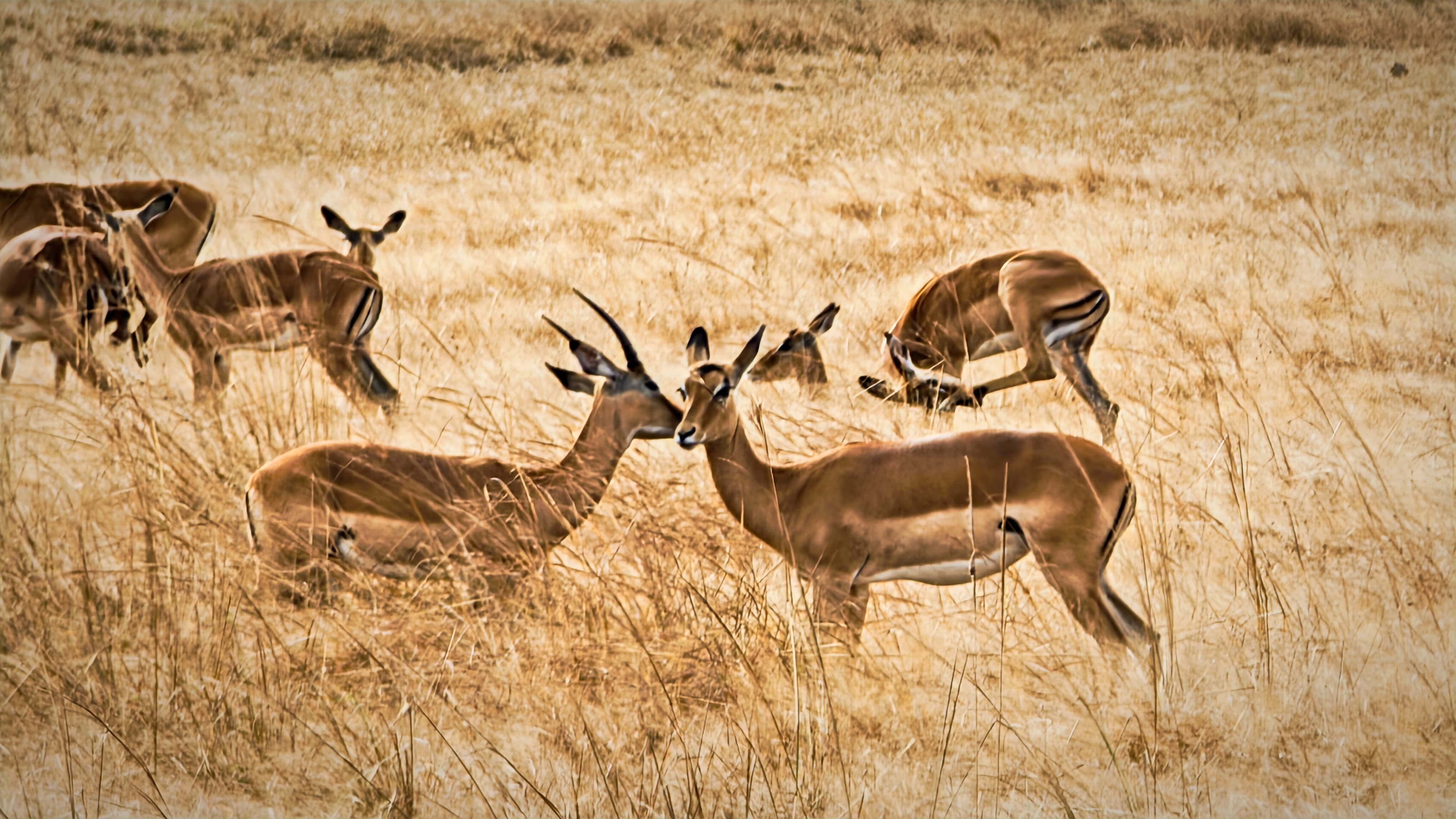 An impala herd with a single male in tall dry grass at Mikumi