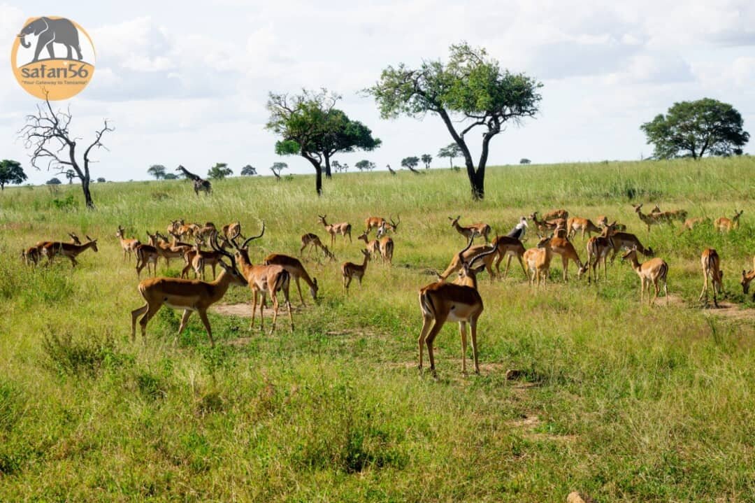 An impala herd with giraffes among green acacias at Mikumi