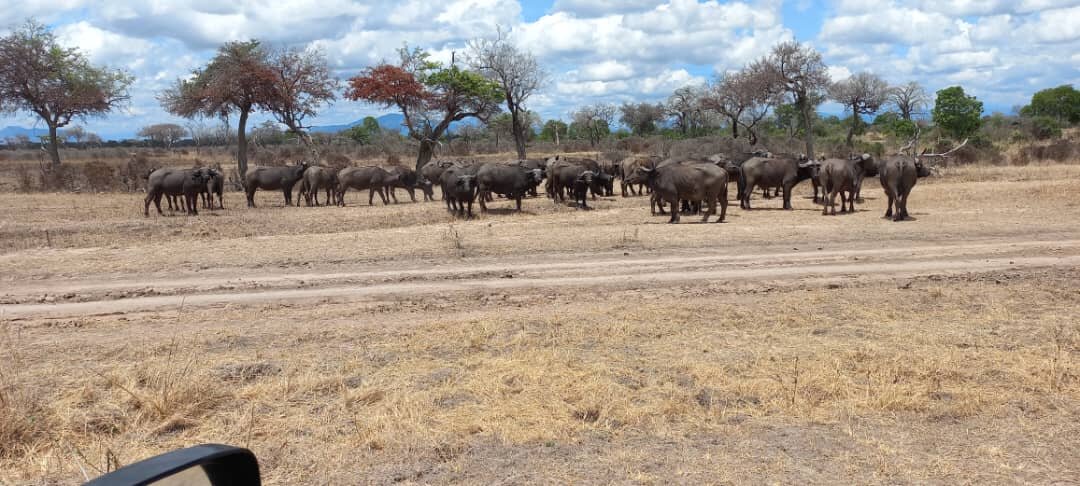 A large buffalo herd beside a dirt track in Mikumi National Park
