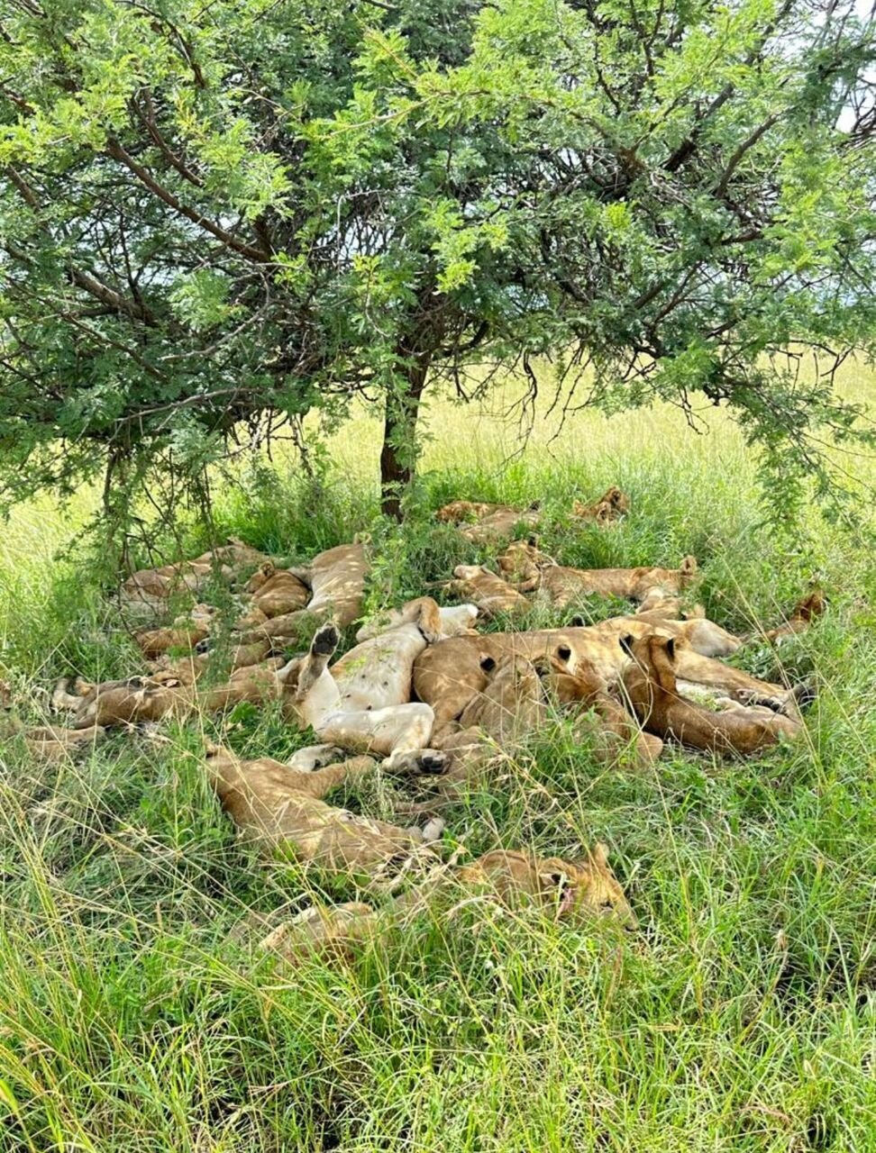 Large lion pride sleeping under an acacia tree in Mikumi National Park
