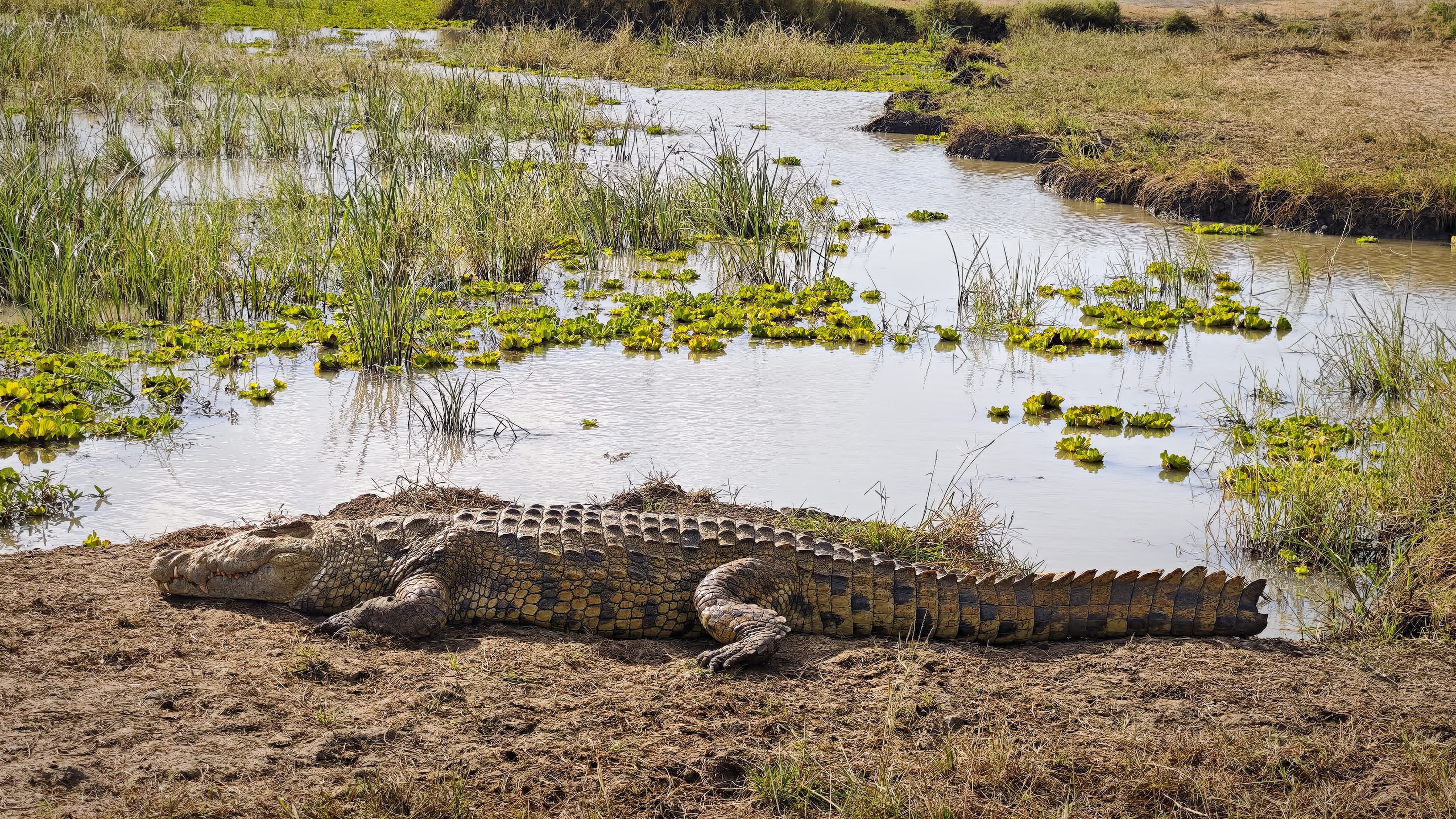 Large Nile crocodile basking beside a lily covered channel in Mikumi National Park