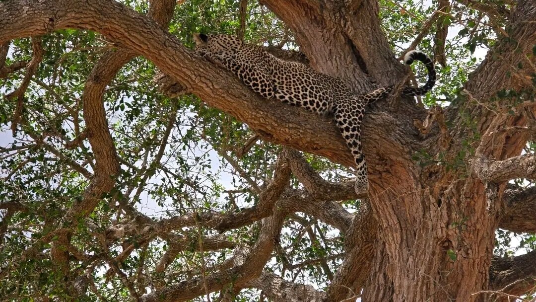 A leopard draped along a thick branch in a shady tree at Mikumi