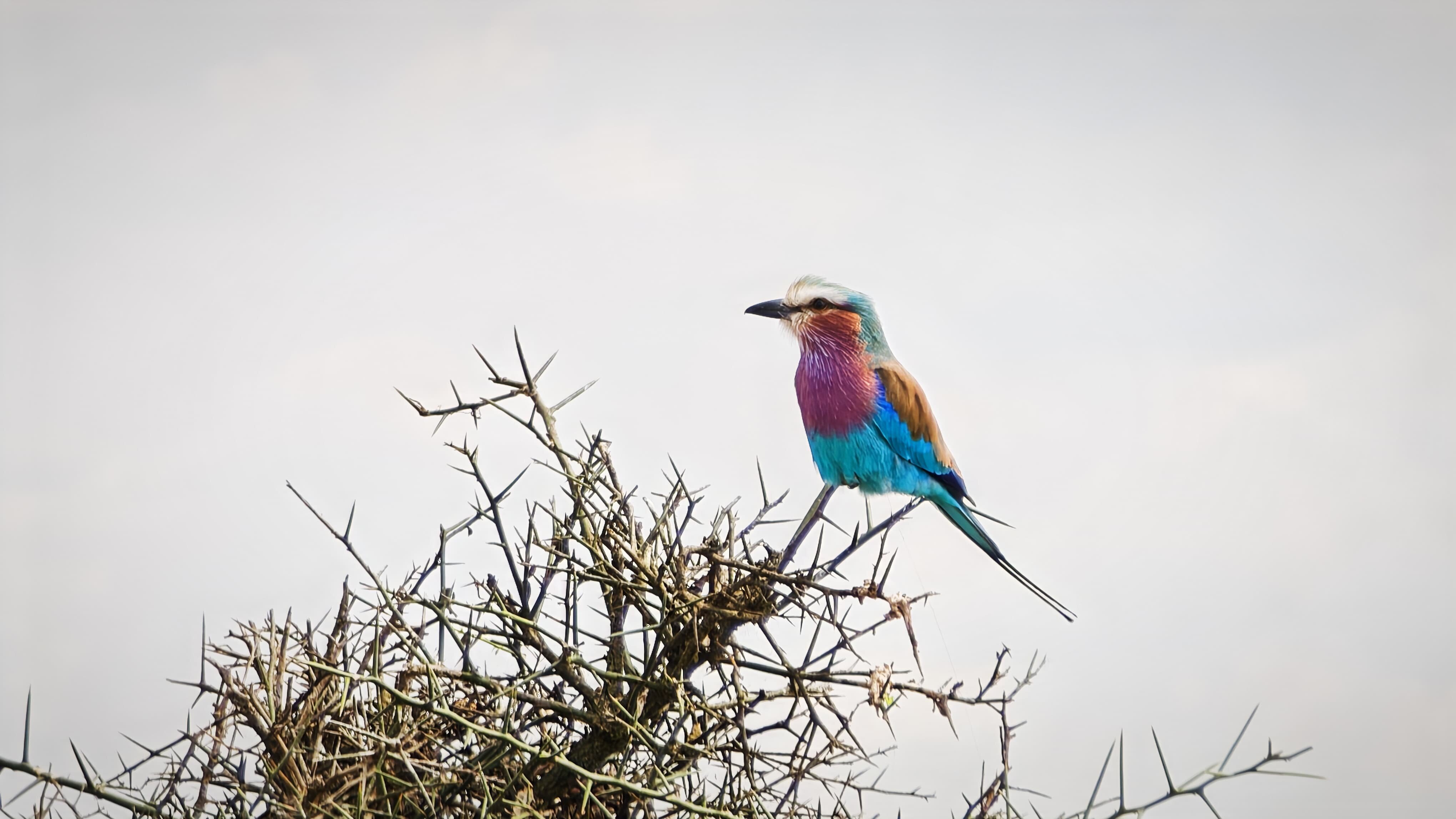 Lilac breasted roller perched on a thorn bush against pale sky