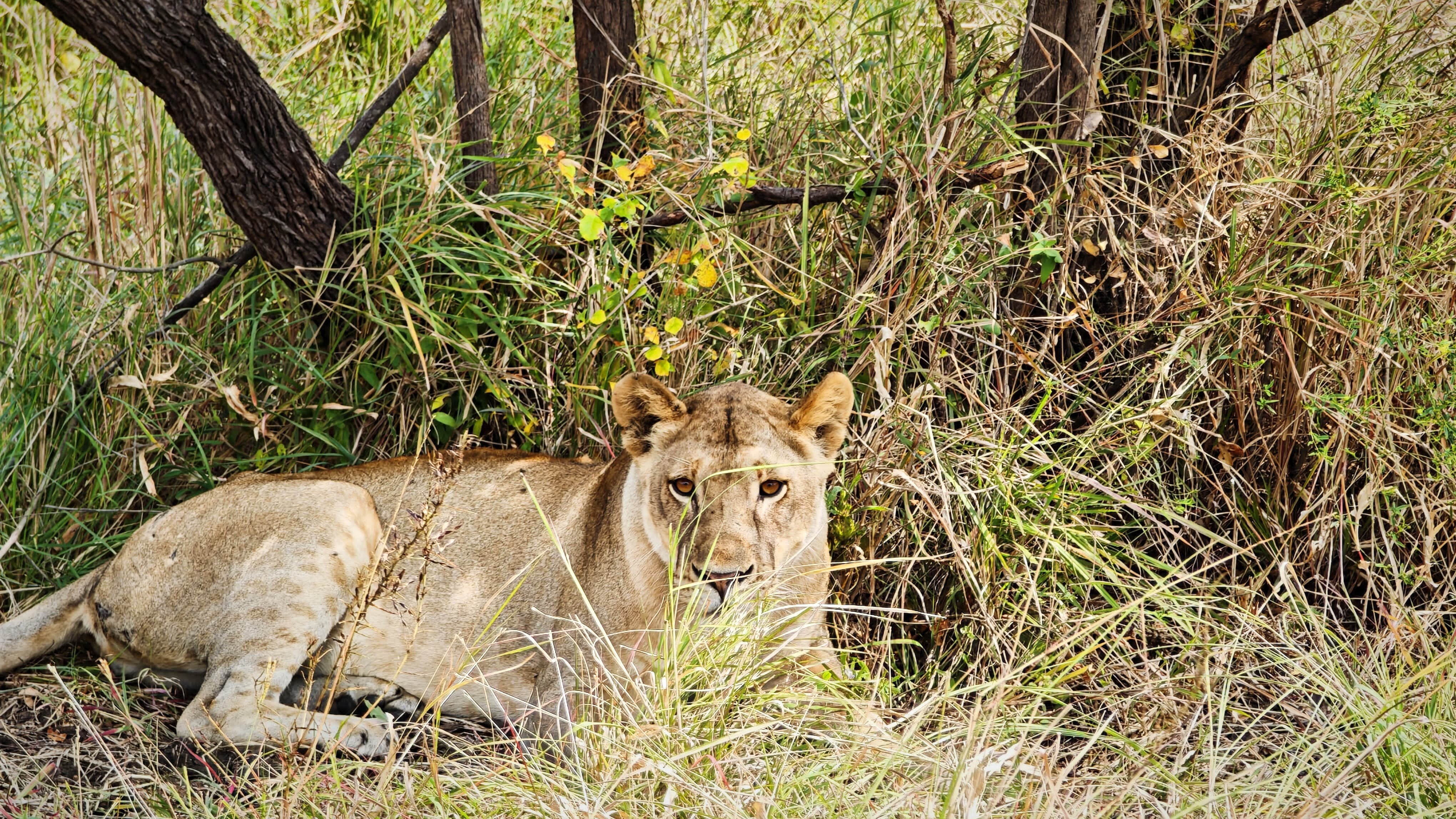 A lioness lying in tall grass staring at the camera in Mikumi