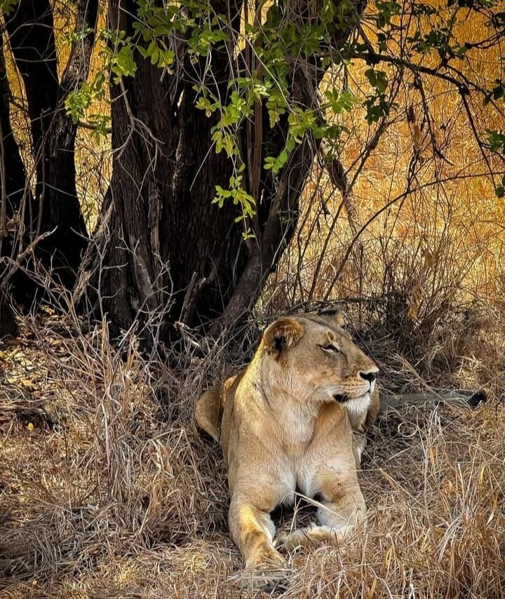 Lioness resting in the shade of a tree in golden dry grass in Mikumi