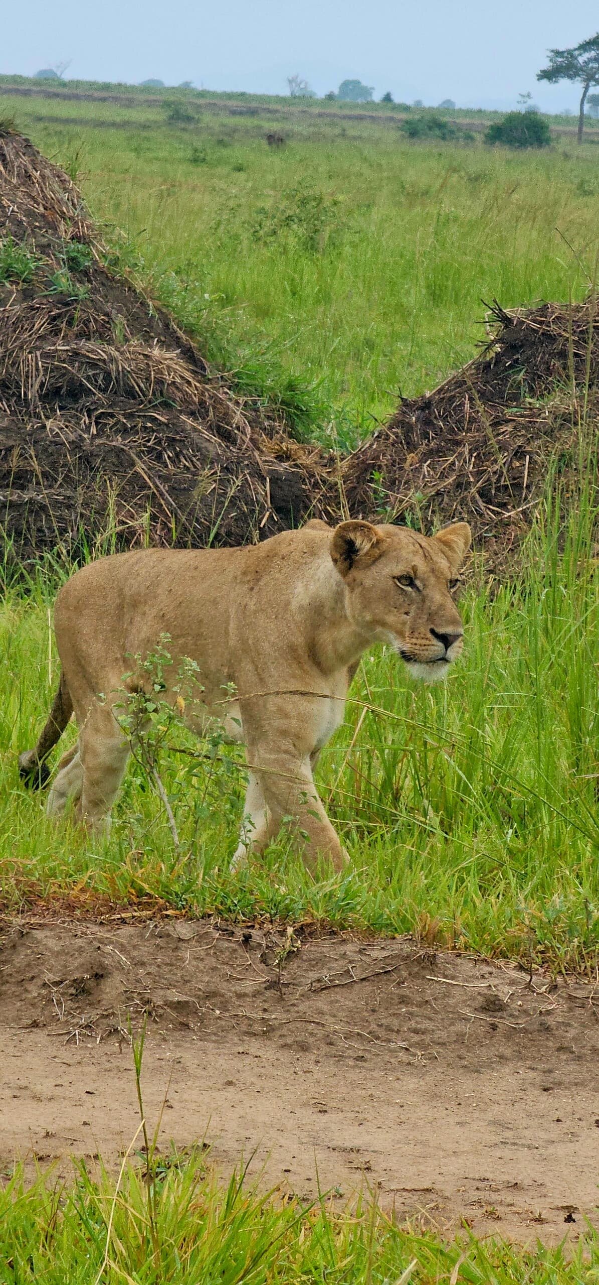 Lioness walking past termite mounds in green grass