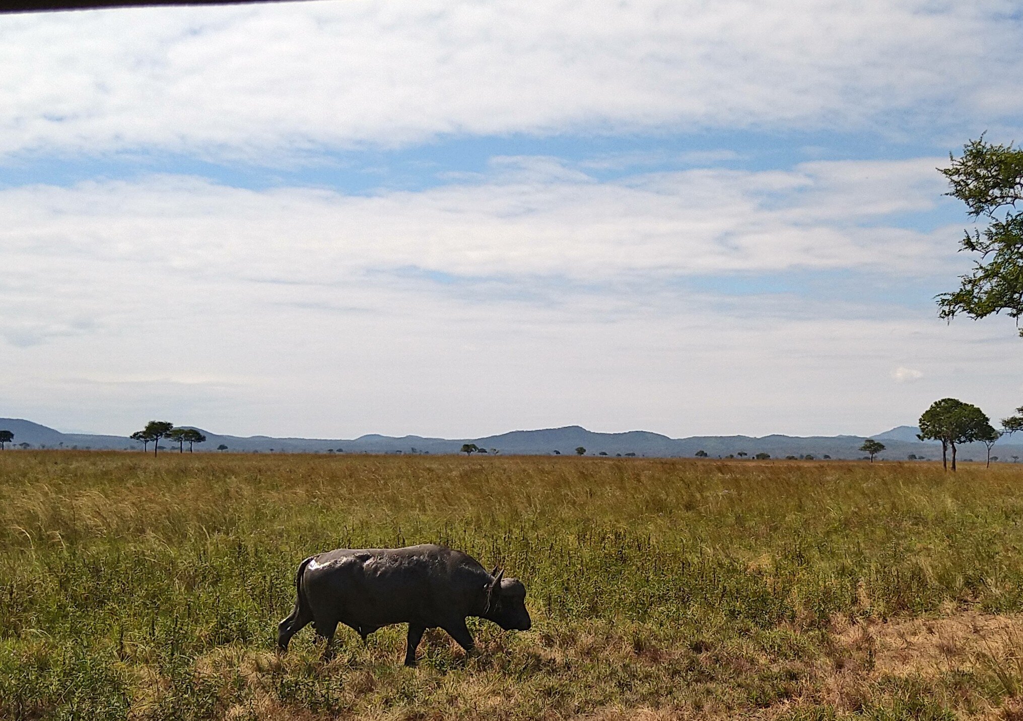A lone buffalo crossing the open floodplain below distant hills in Mikumi National Park