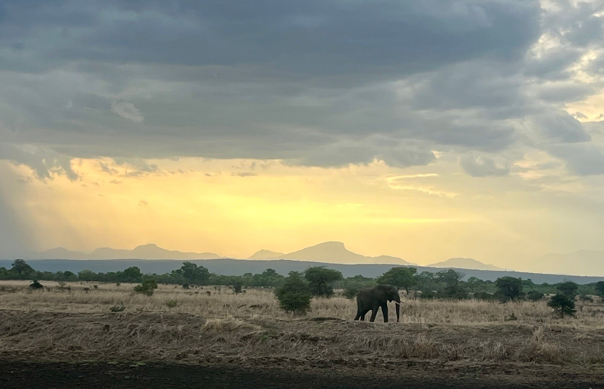 Lone elephant at golden sunset below mountains in Mikumi