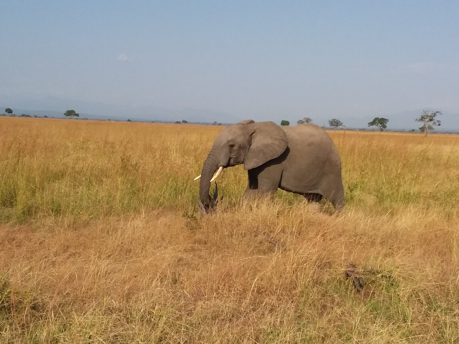 Lone elephant walking through golden floodplain grass in Mikumi