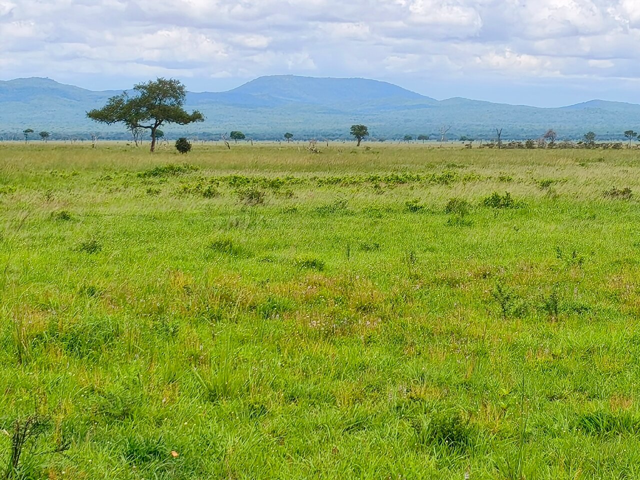 Lone flat topped tree on green floodplain below the Uluguru Mountains in Mikumi