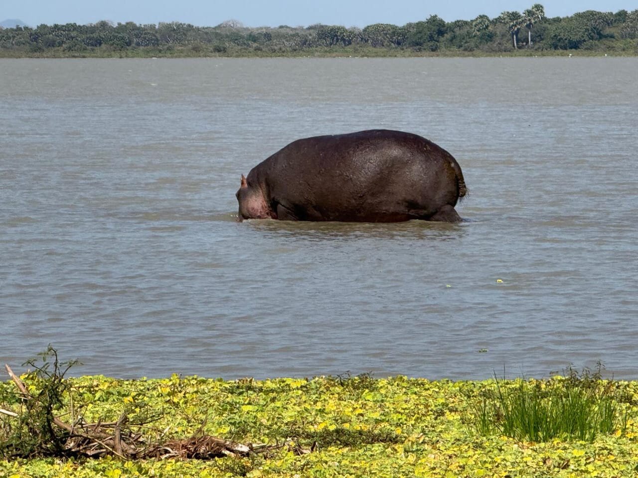 Lone hippo wading in a palm fringed lake in Mikumi