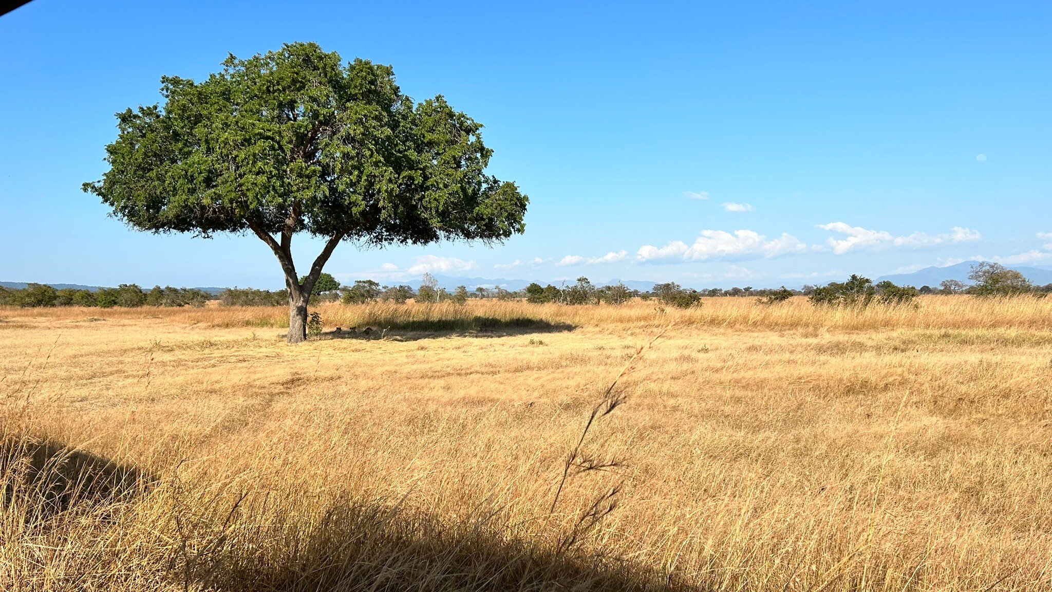 A lone tree on the dry golden plain at Mikumi National Park