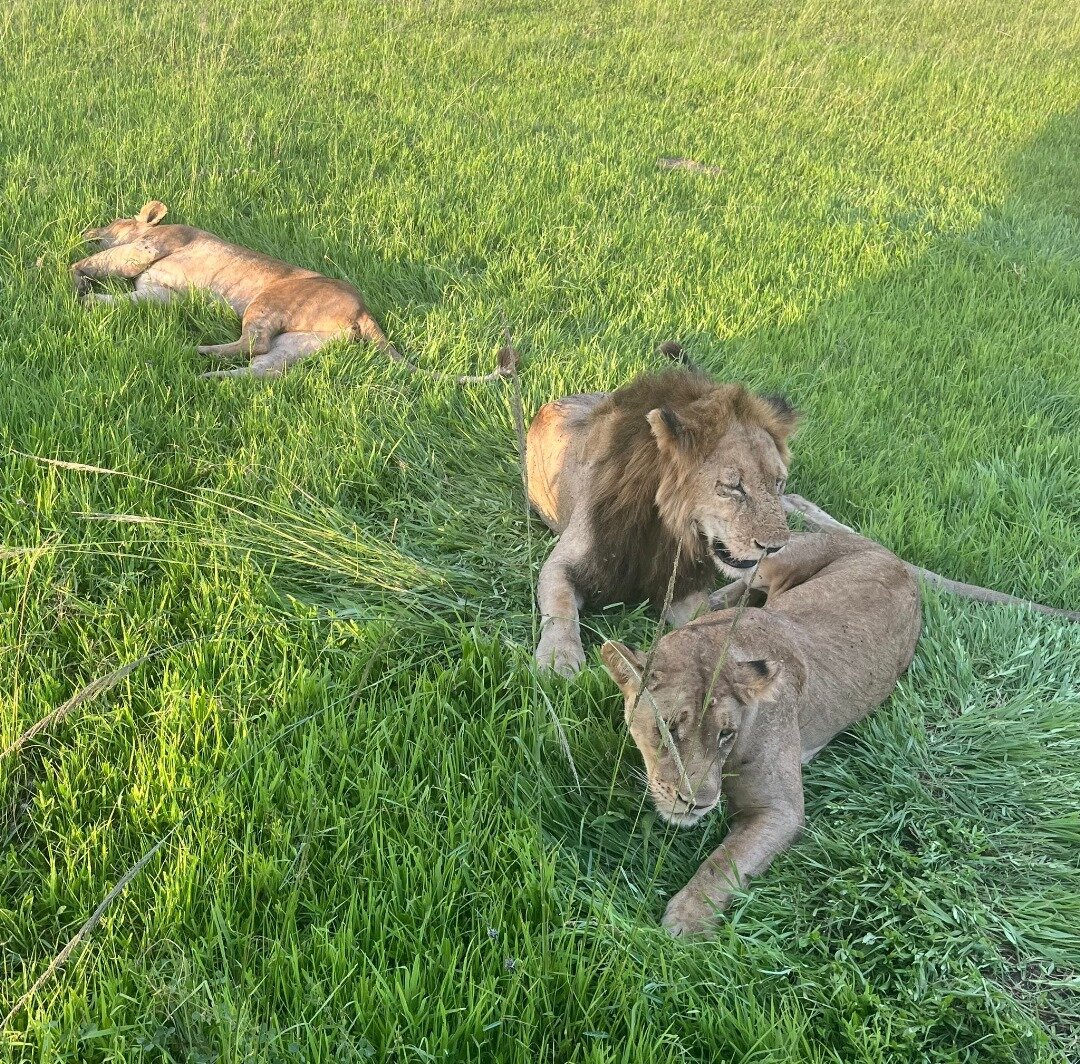 Male lion with two lionesses in green grass in Mikumi National Park