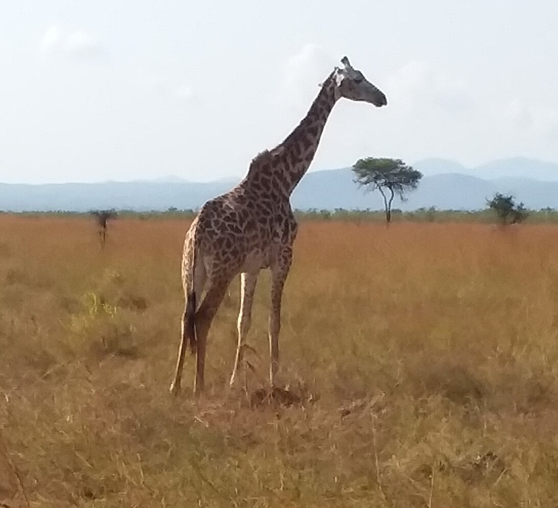 A Masai giraffe in dry grass below hazy mountains at Mikumi