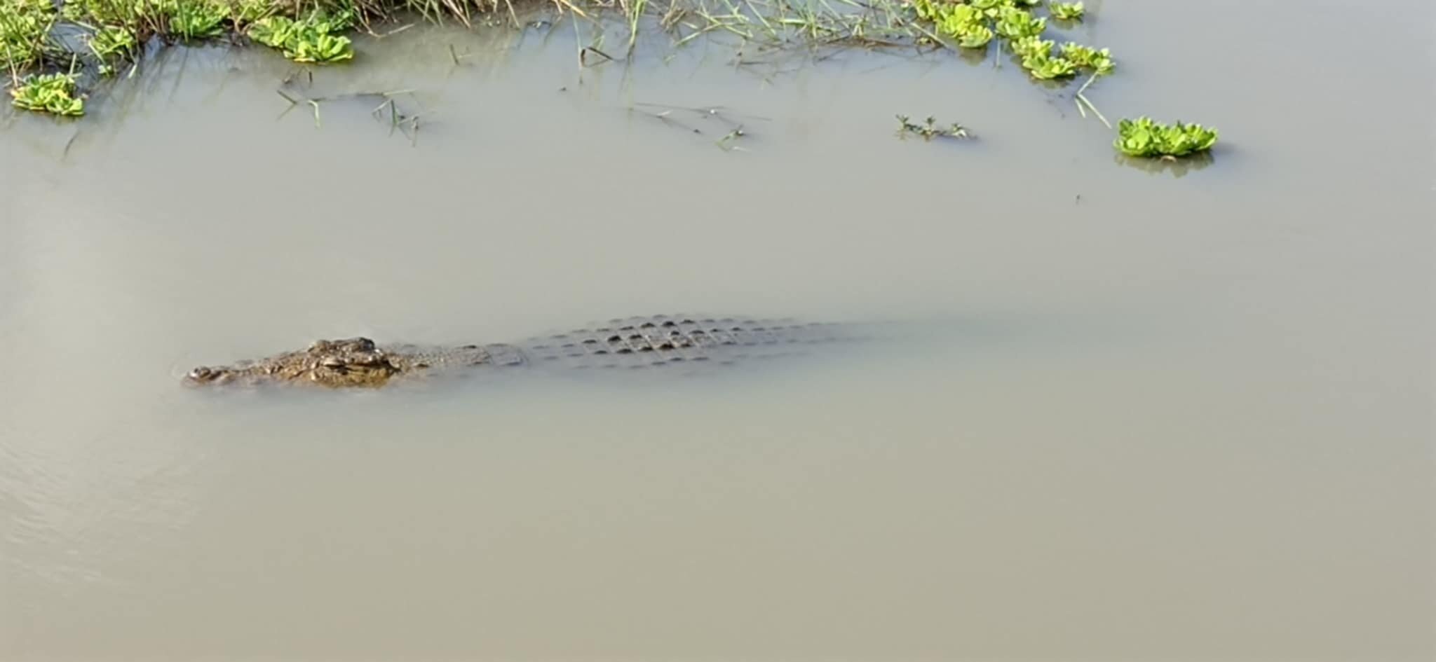 Nile crocodile half submerged in muddy water among water lettuce