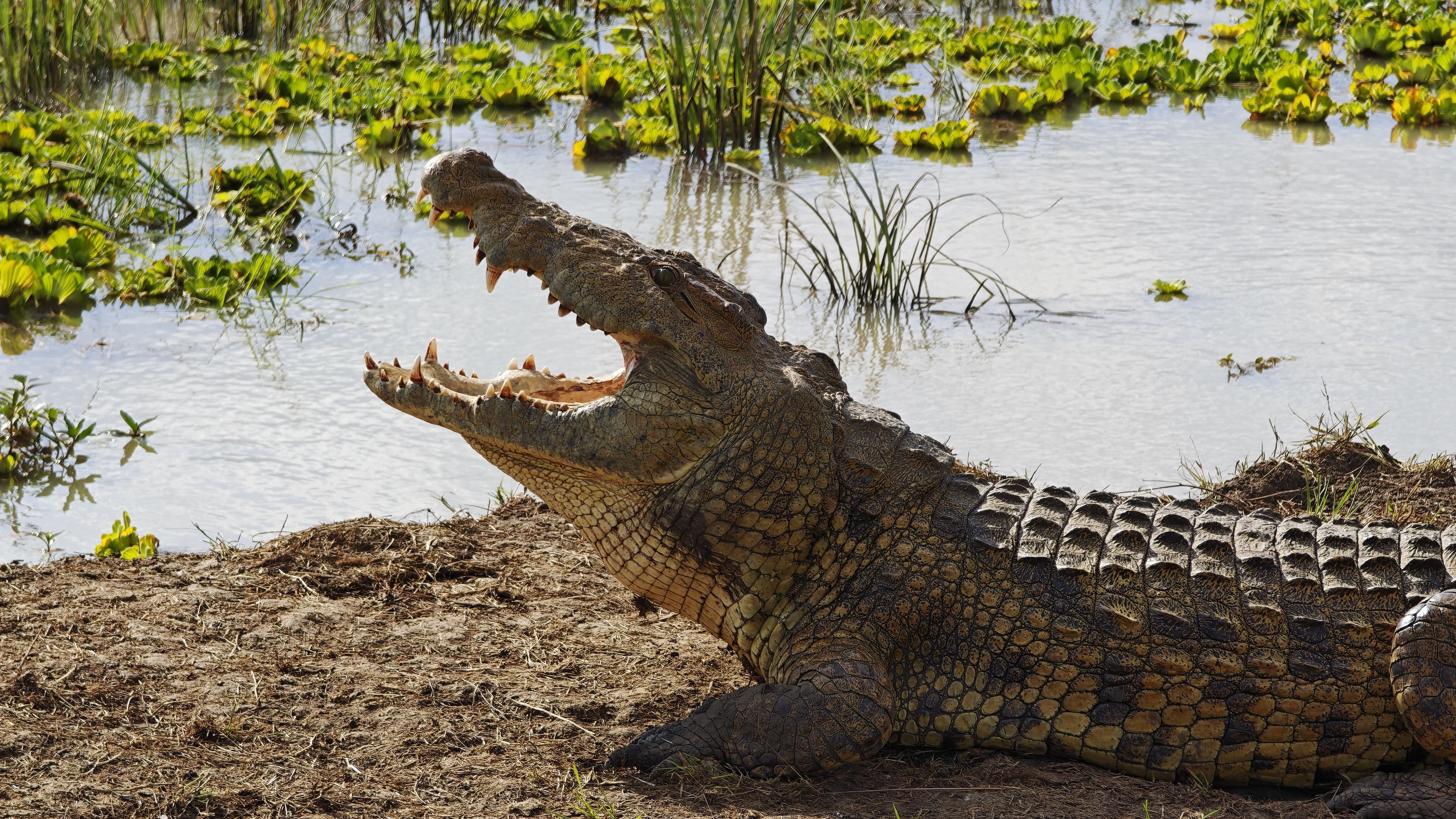 Nile crocodile with open jaws on the bank of a lily covered pool in Mikumi