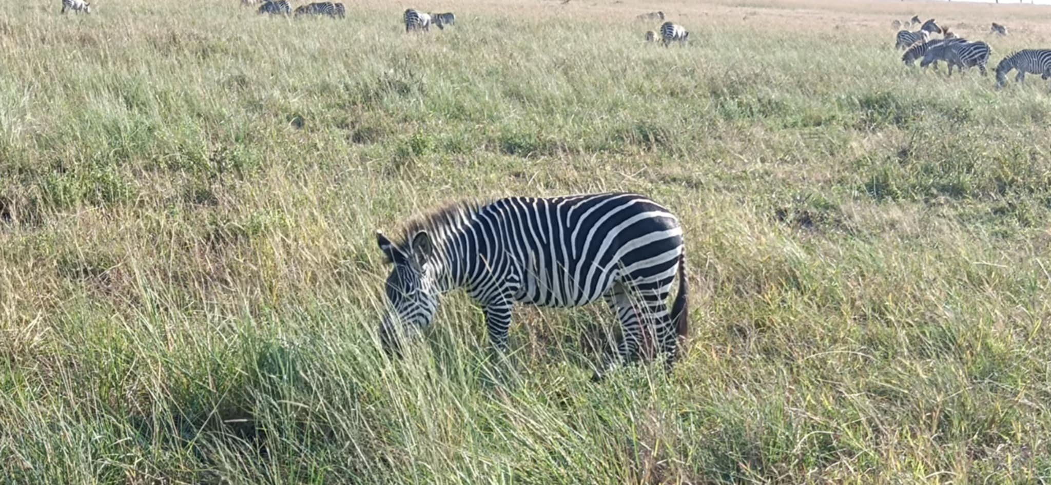 A plains zebra grazing in long green grass with the herd behind at Mikumi