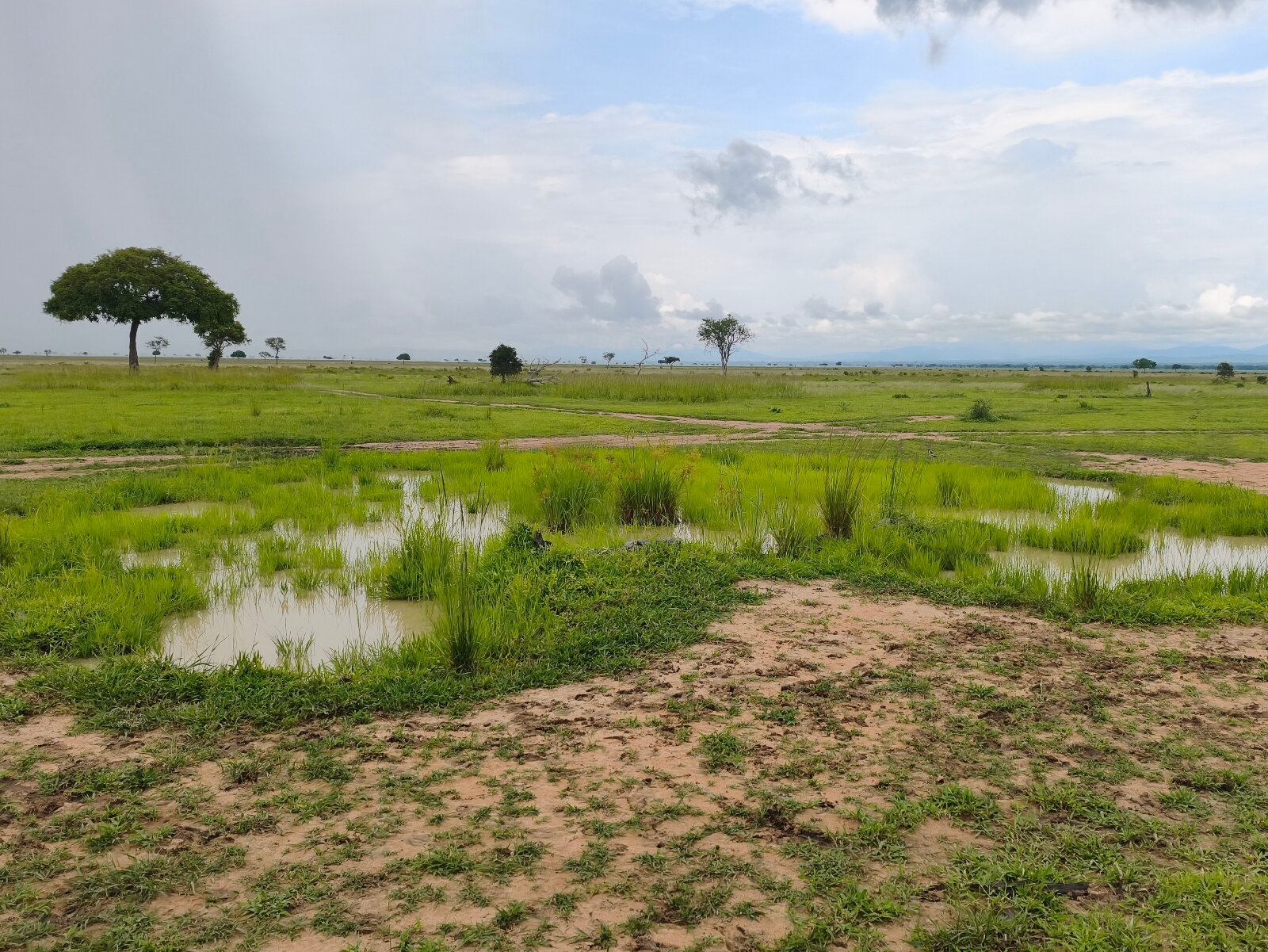 Rain pools and a sandy track across the green Mkata Floodplain in Mikumi