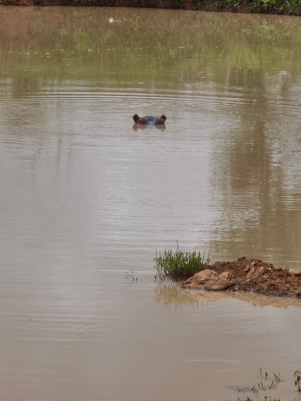 A single hippo head surfacing in a muddy brown pool at Mikumi