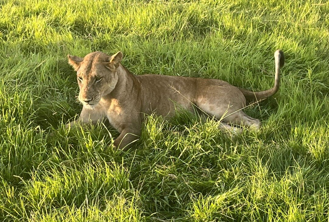 Single lioness lying in sunlit green grass