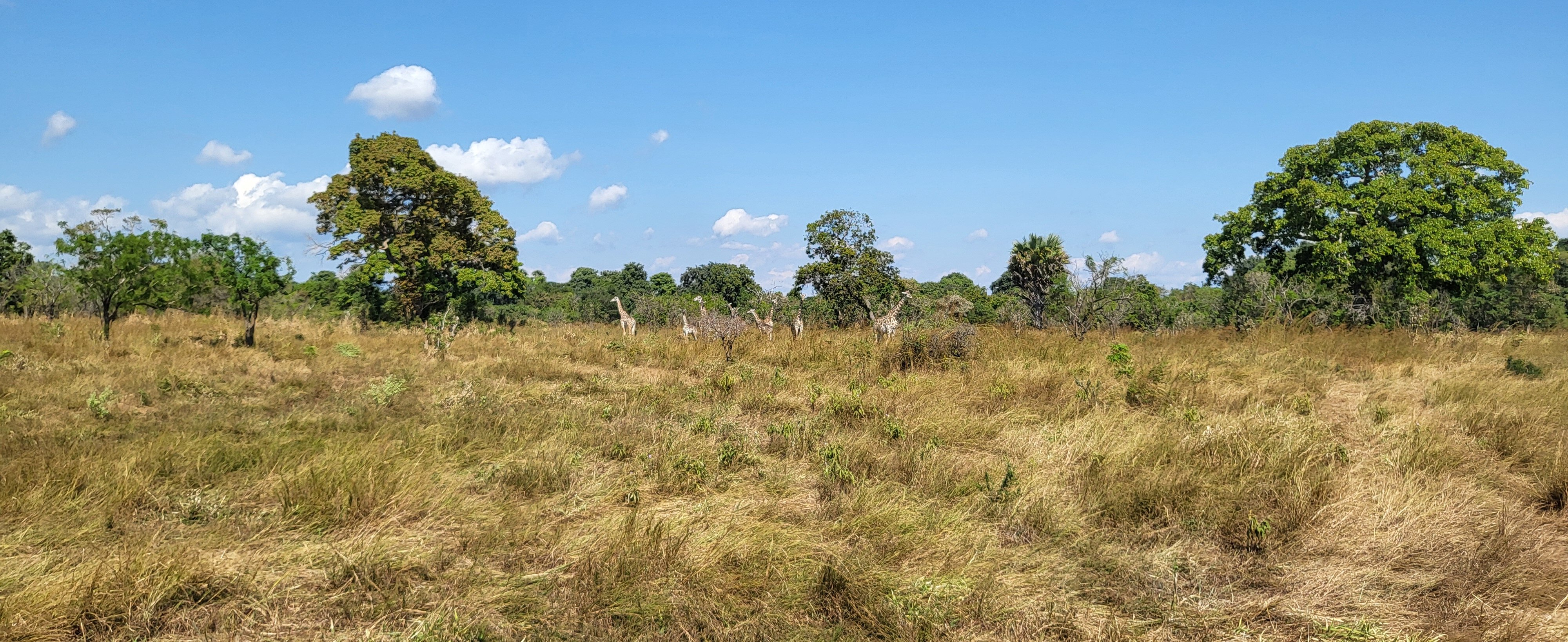 Six giraffes standing in golden grass in Mikumi National Park