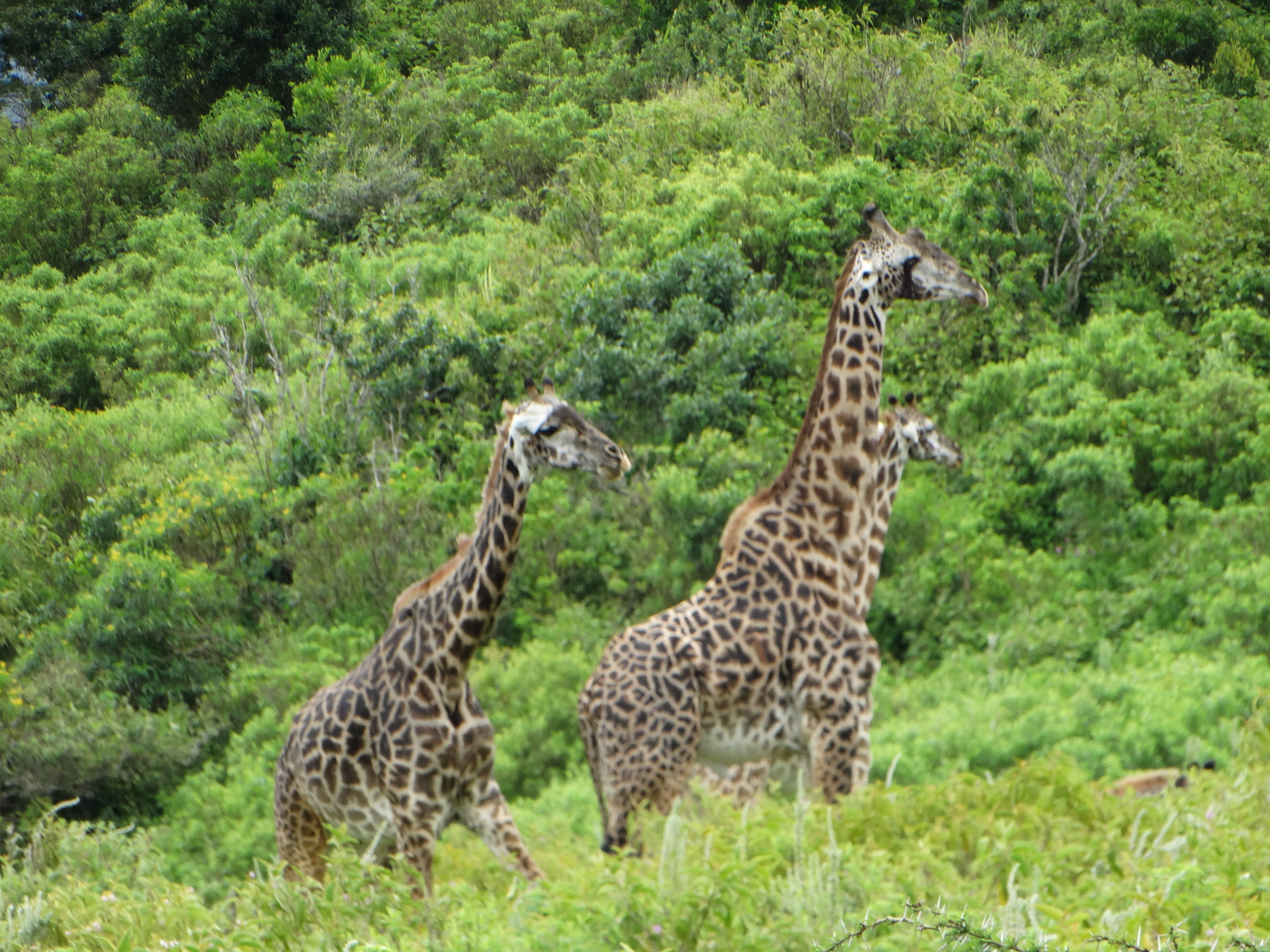 Three Masai giraffes on a green hillside at Mikumi